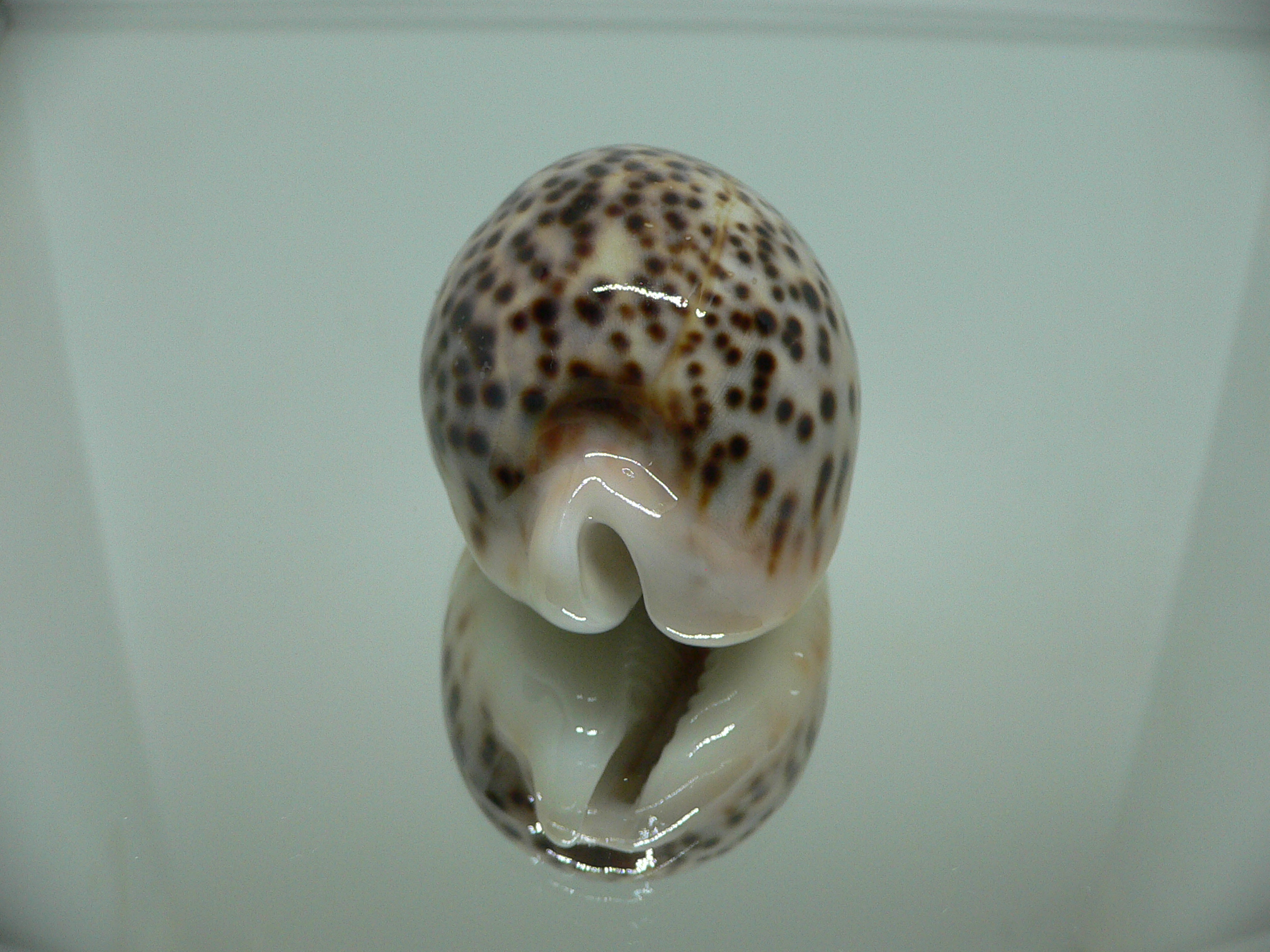 Cypraea pantherina 2