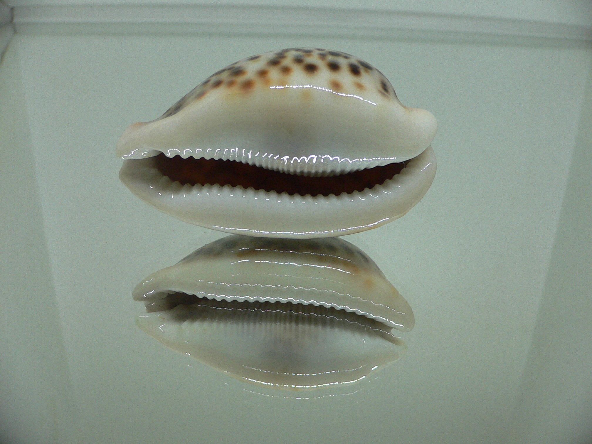 Cypraea pantherina 2