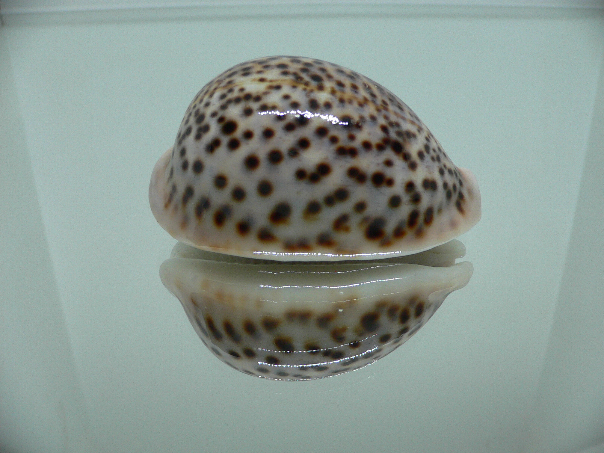 Cypraea pantherina 2