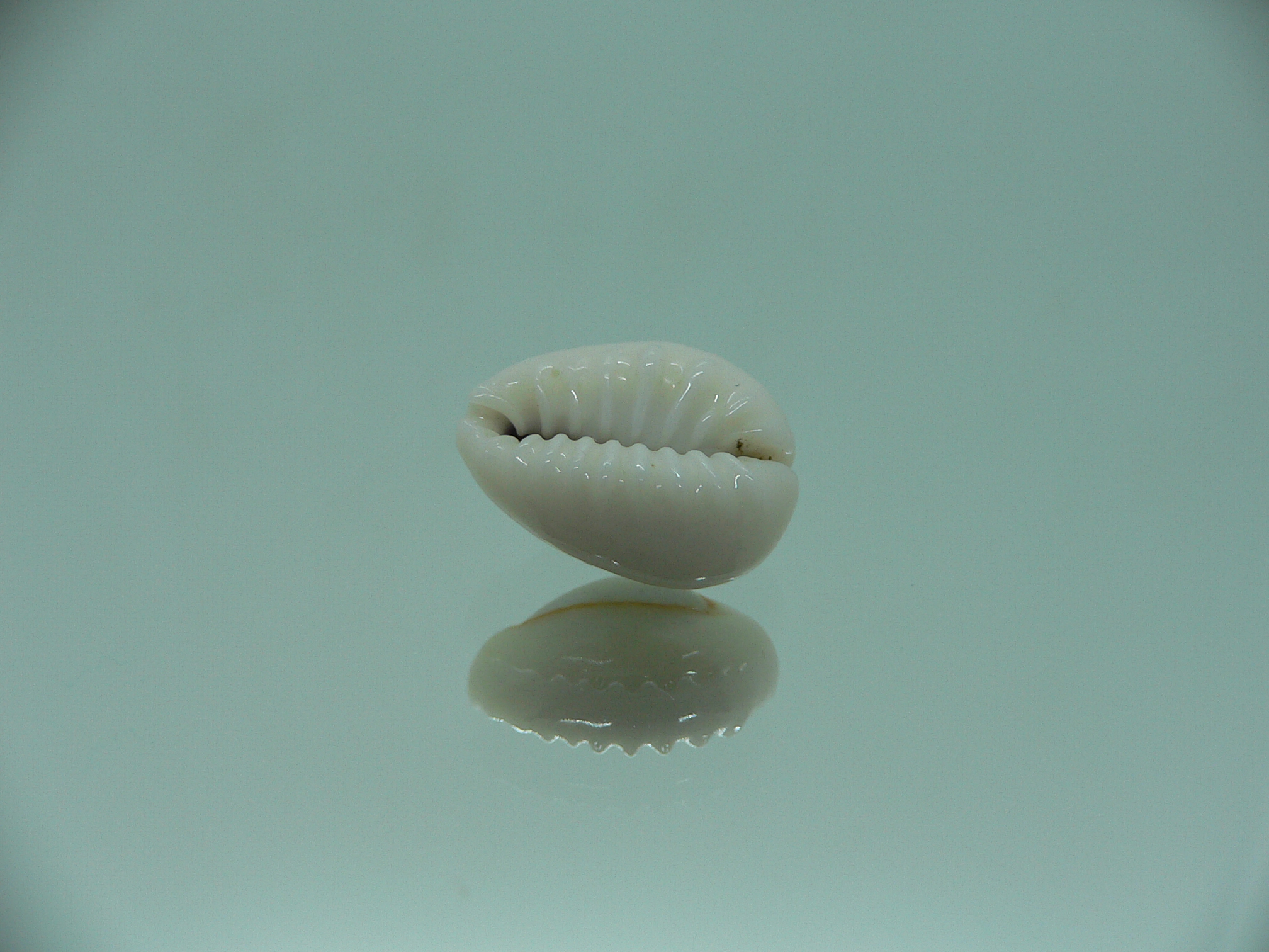 Cypraea annulus sublitorea (var.) Rare & ROUNDED