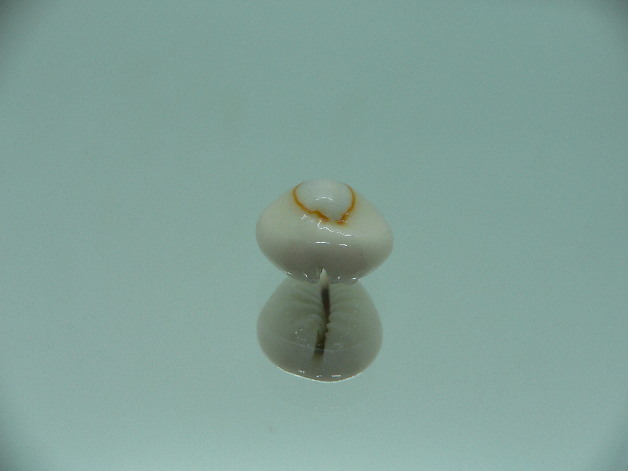 Cypraea annulus sublitorea (var.) Rare & ROUNDED