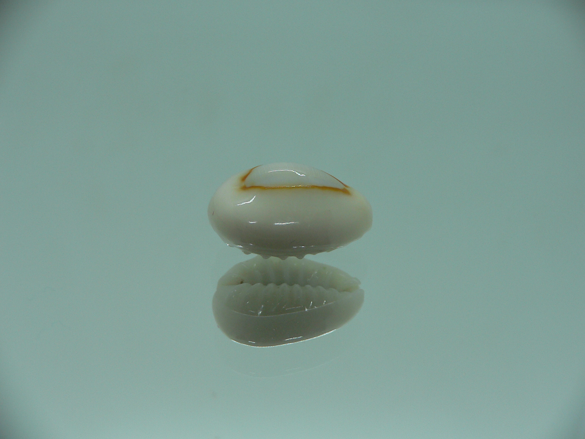 Cypraea annulus sublitorea (var.) Rare & ROUNDED