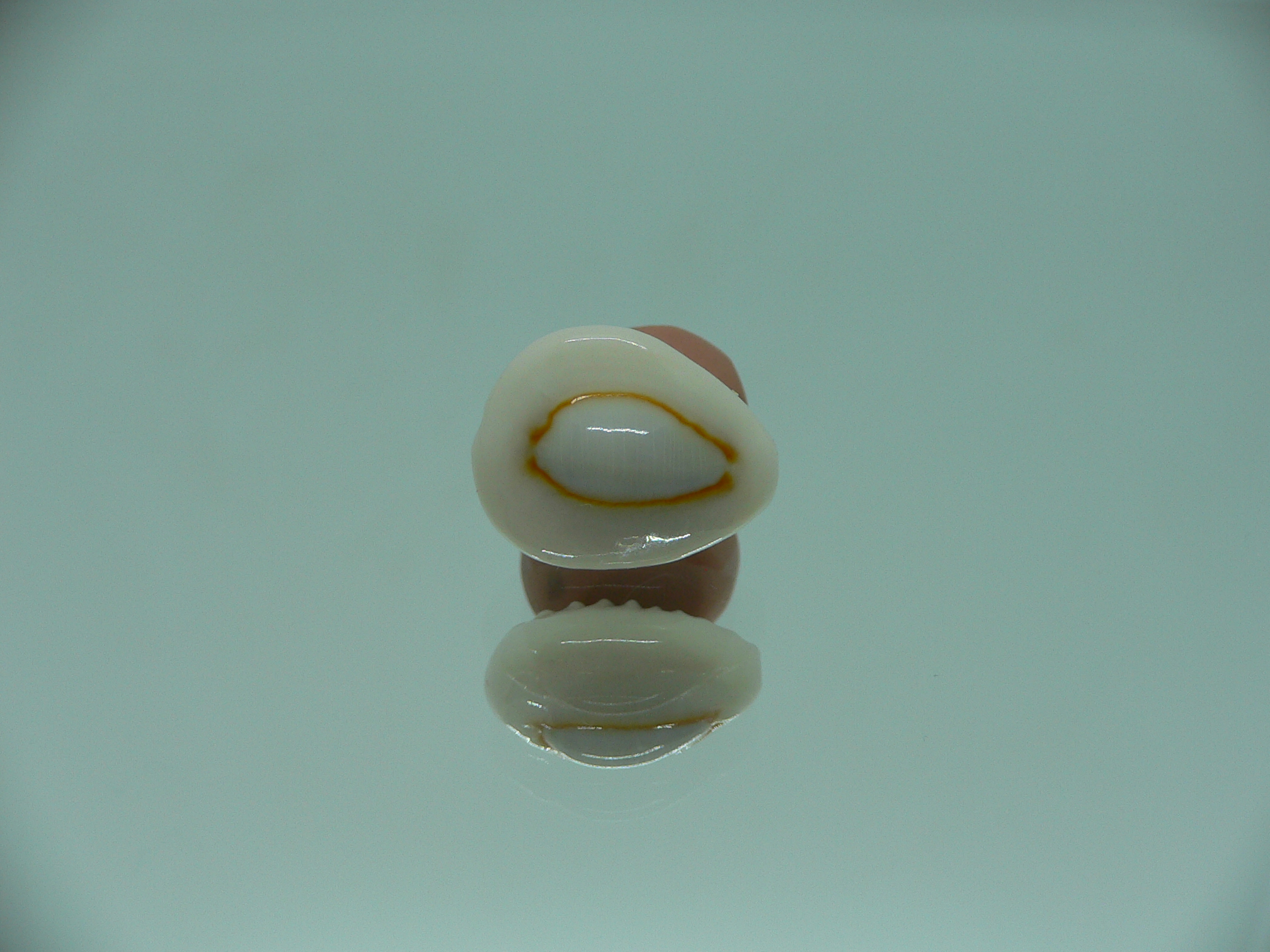 Cypraea annulus sublitorea (var.) Rare & ROUNDED