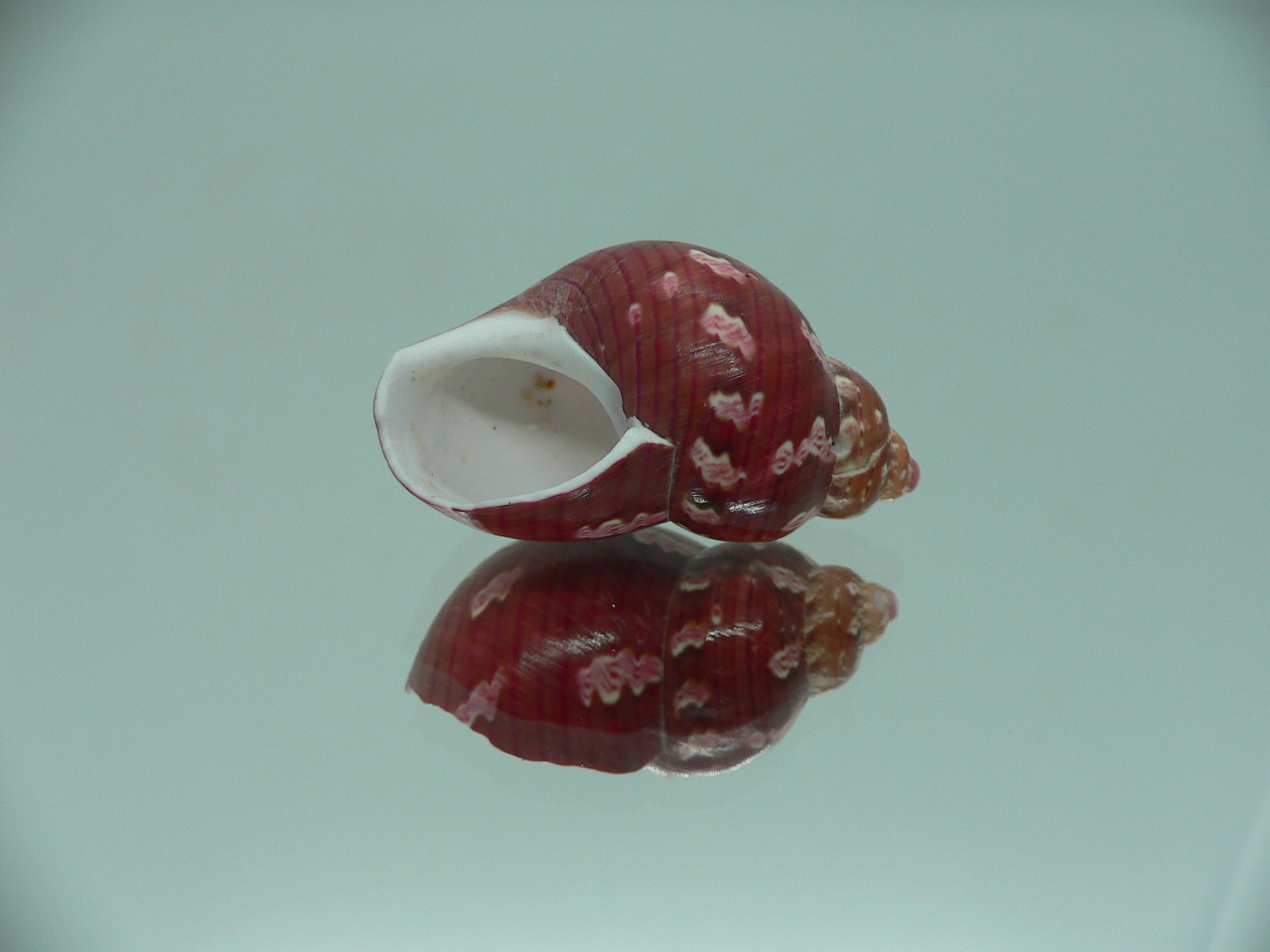 Phasianella ventricosa ENDEMIC & SUPER RED