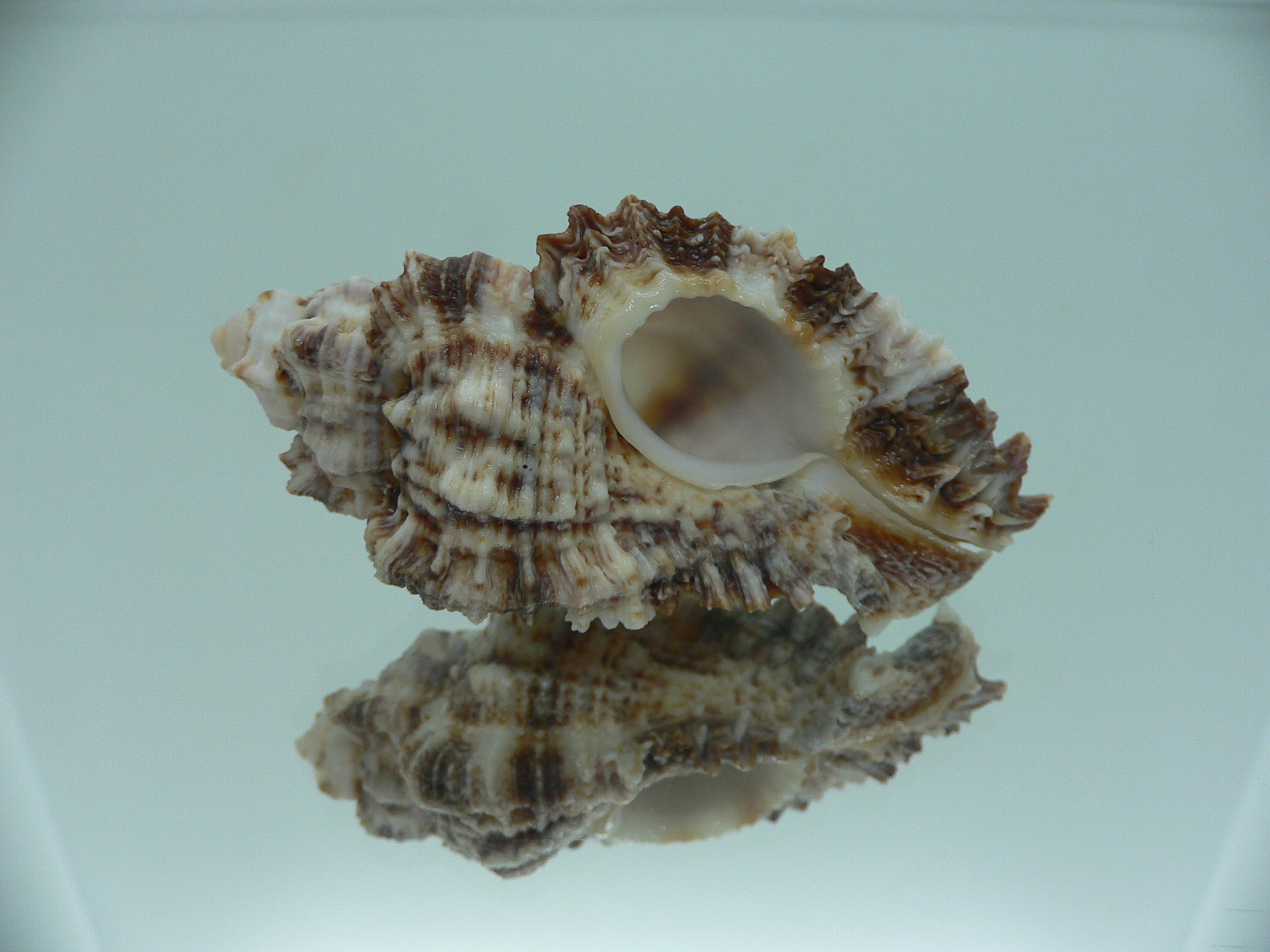 Naquetia triqueter BIG