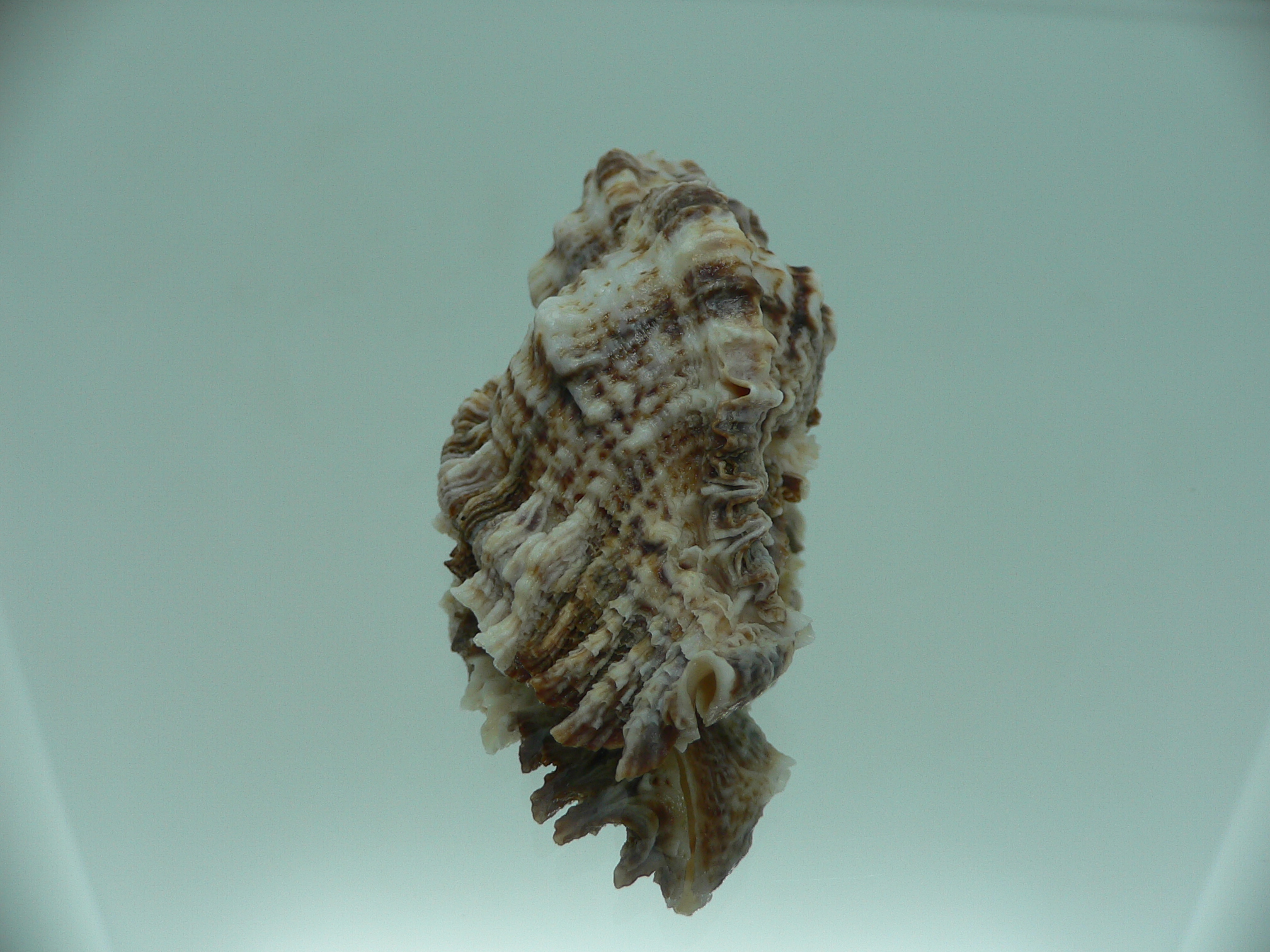 Naquetia triqueter BIG