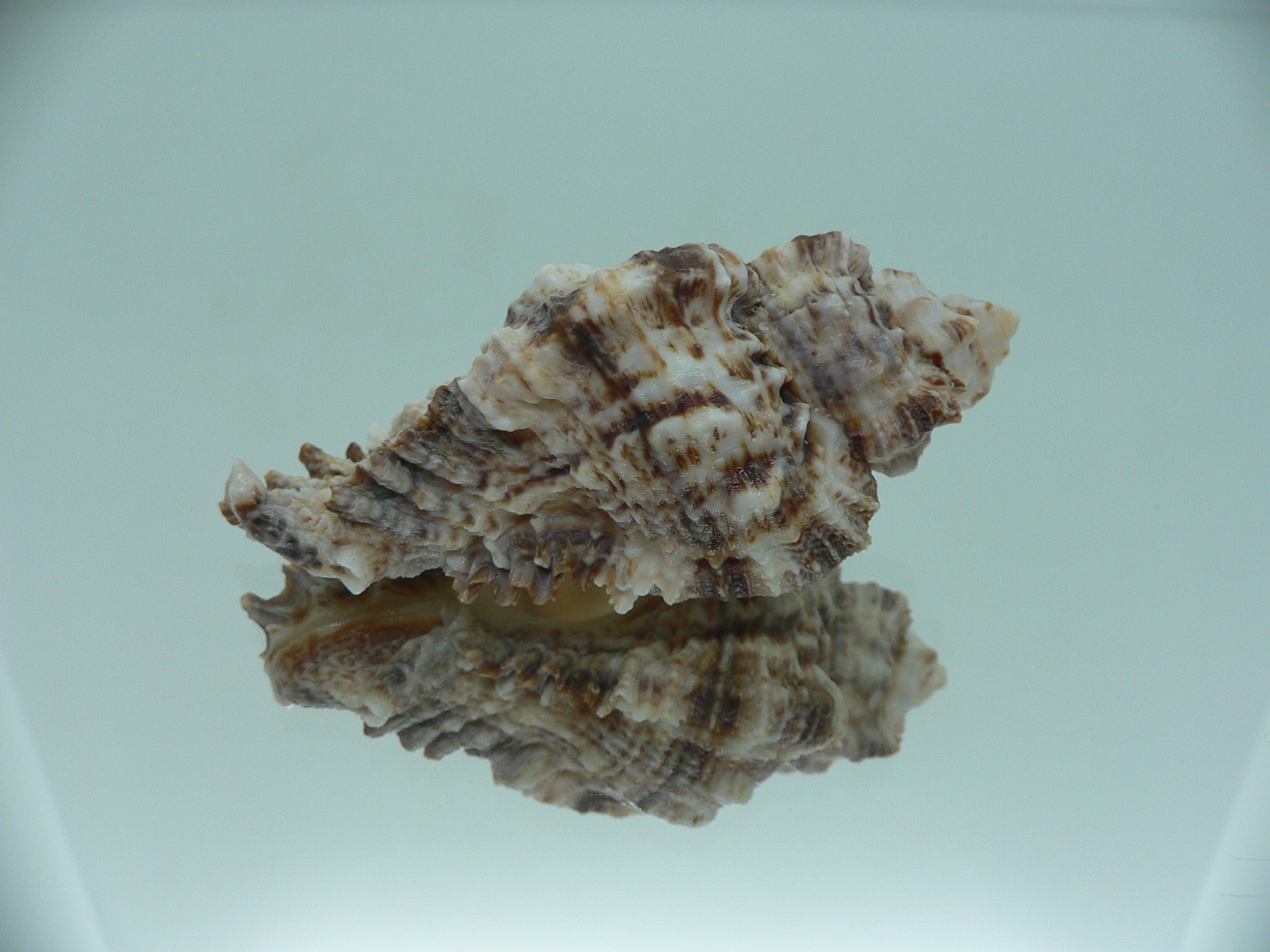 Naquetia triqueter BIG