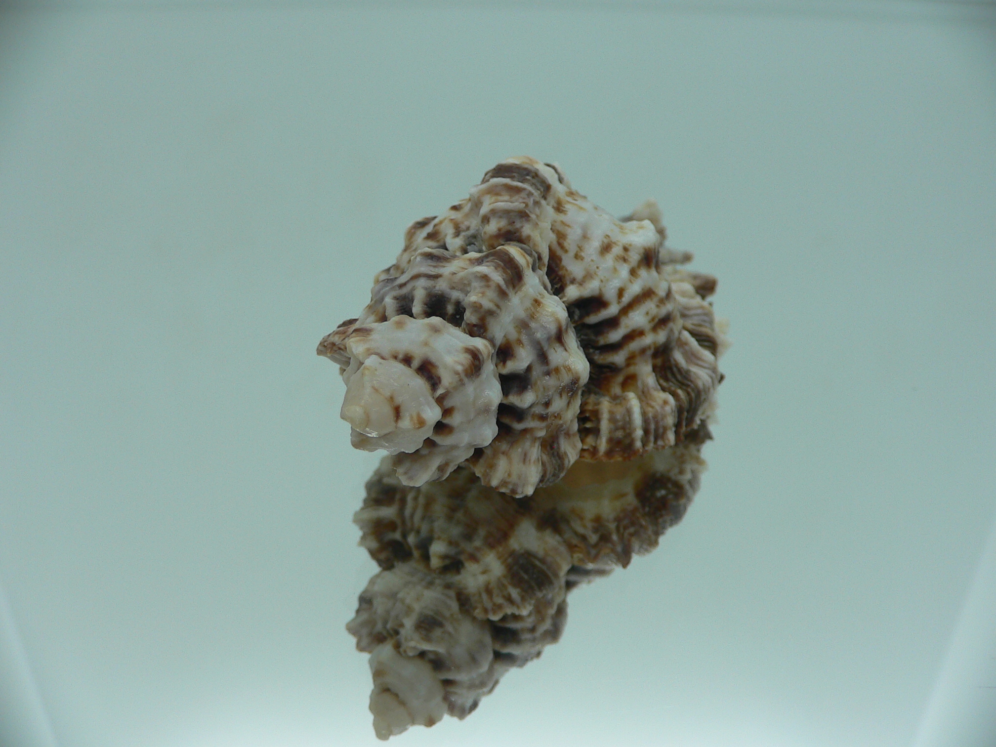 Naquetia triqueter BIG