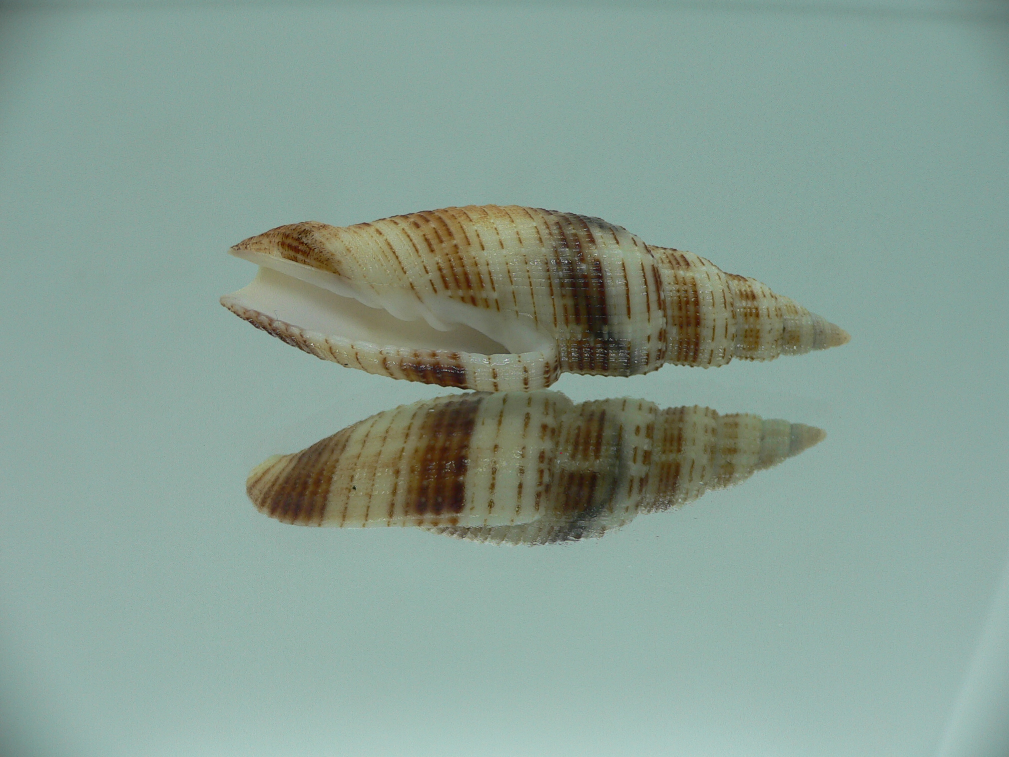 Domiporta granatina MOTLEY