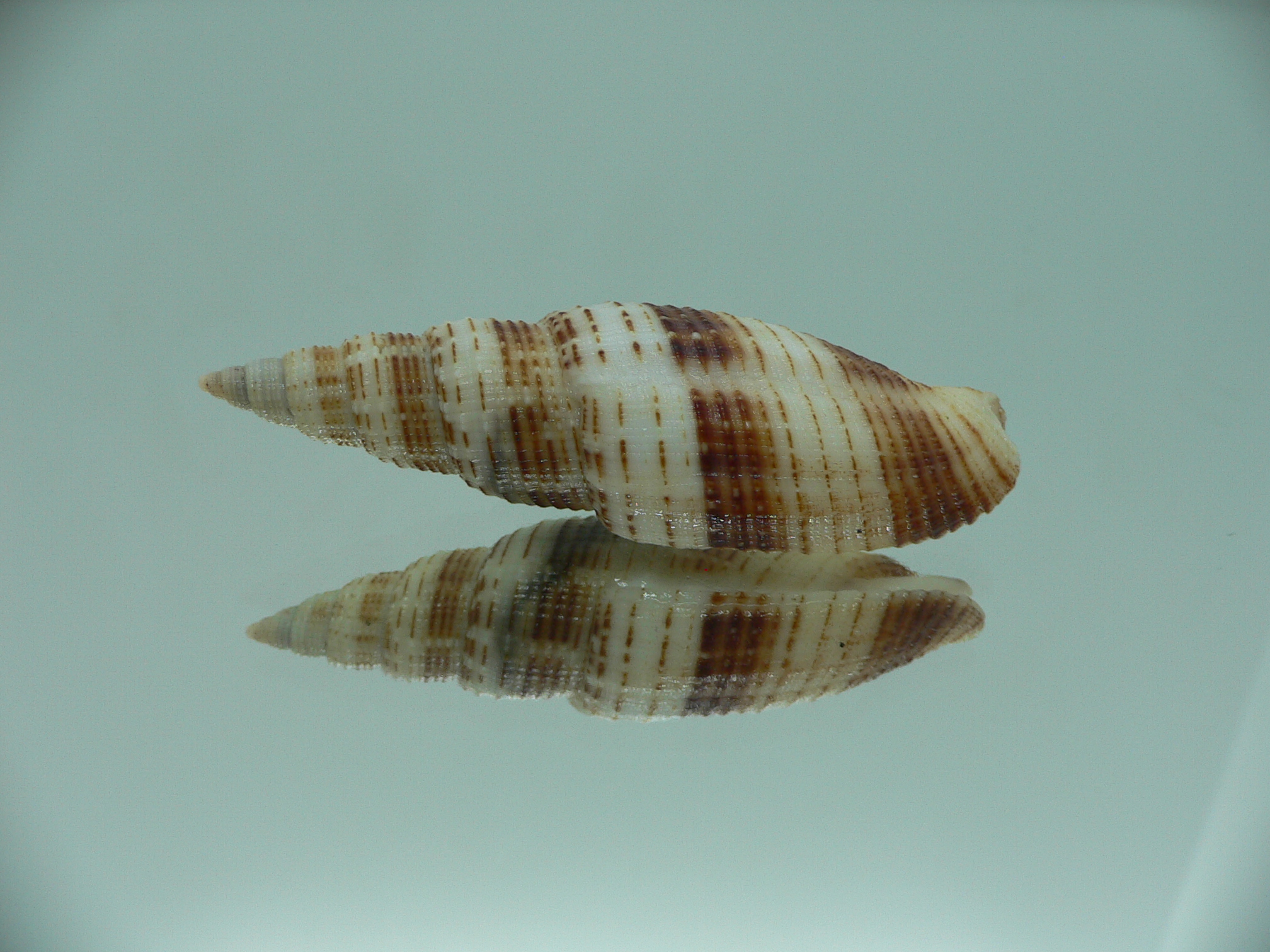 Domiporta granatina MOTLEY