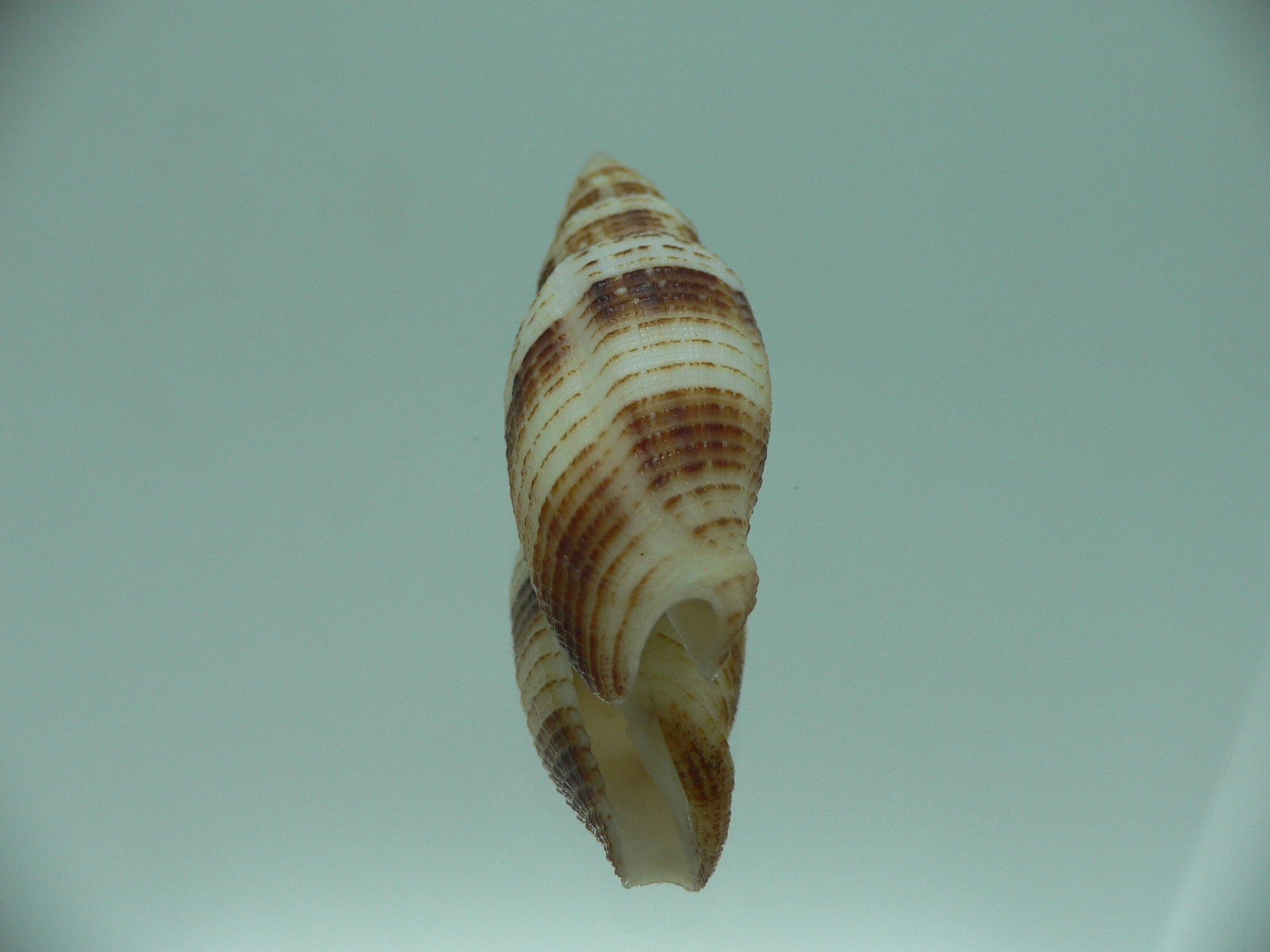 Domiporta granatina MOTLEY