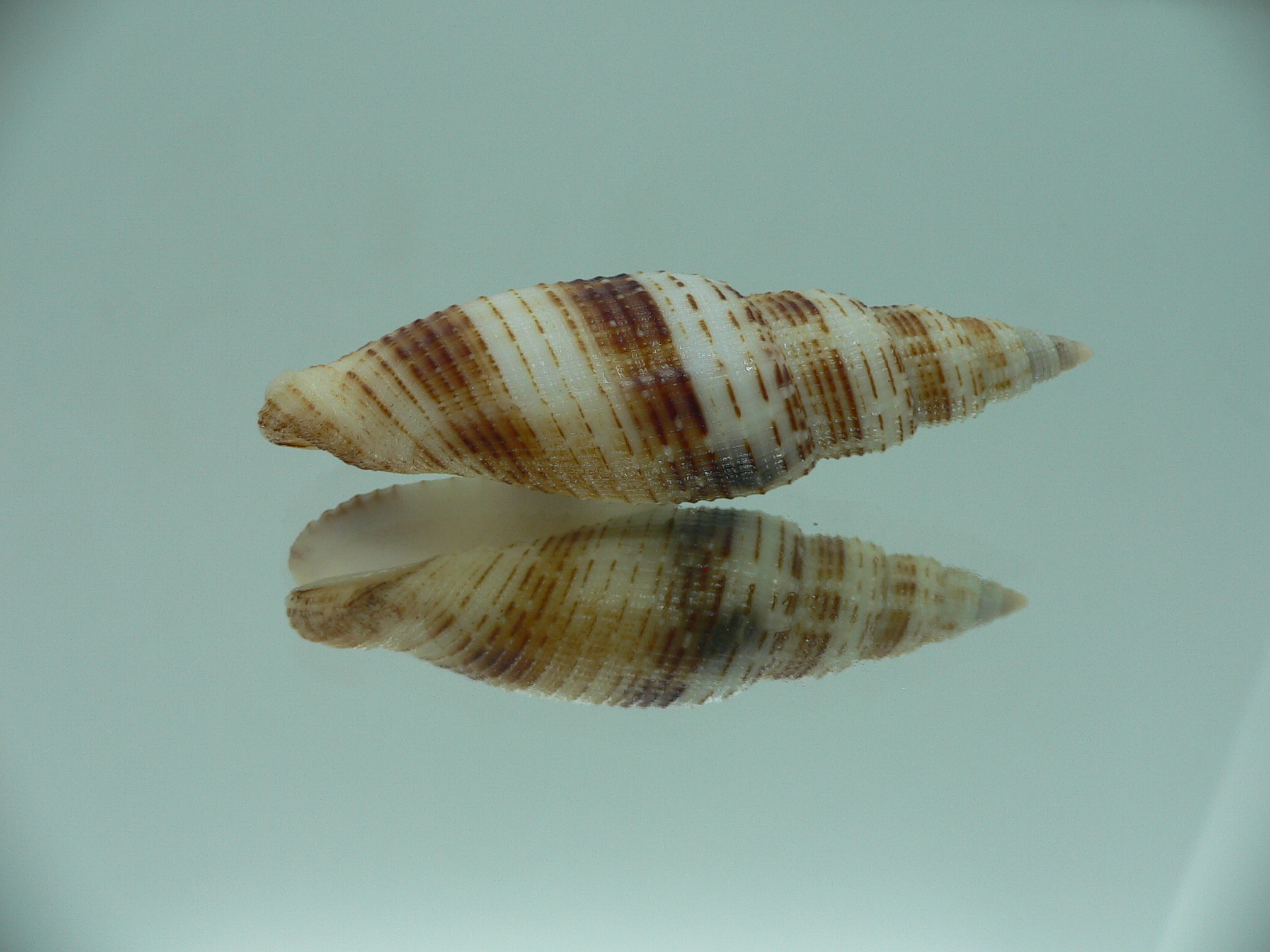 Domiporta granatina MOTLEY