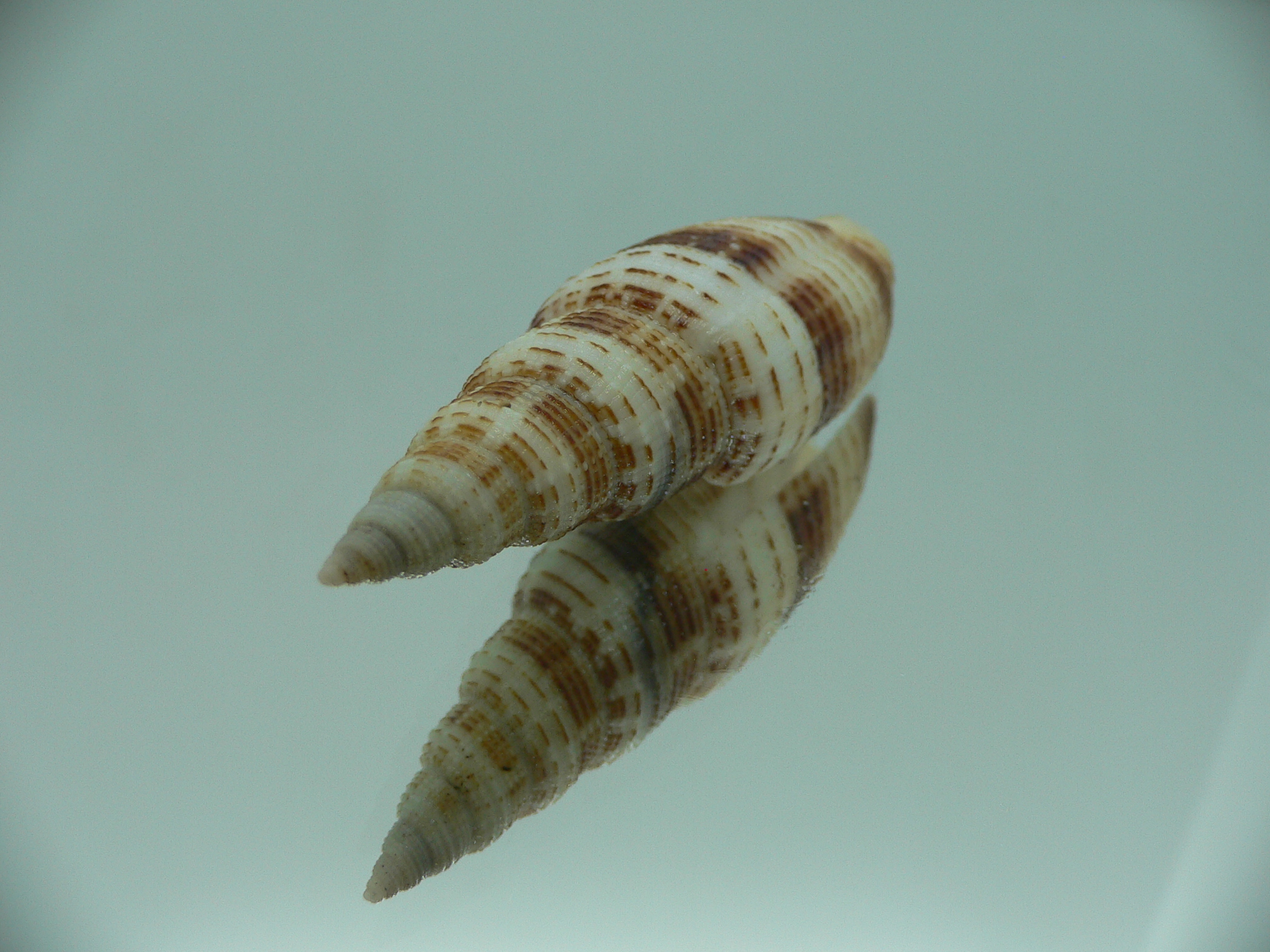 Domiporta granatina MOTLEY