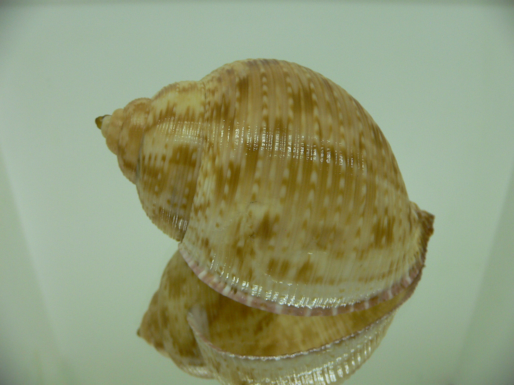 Eudolium crosseanum GOLD COLOR