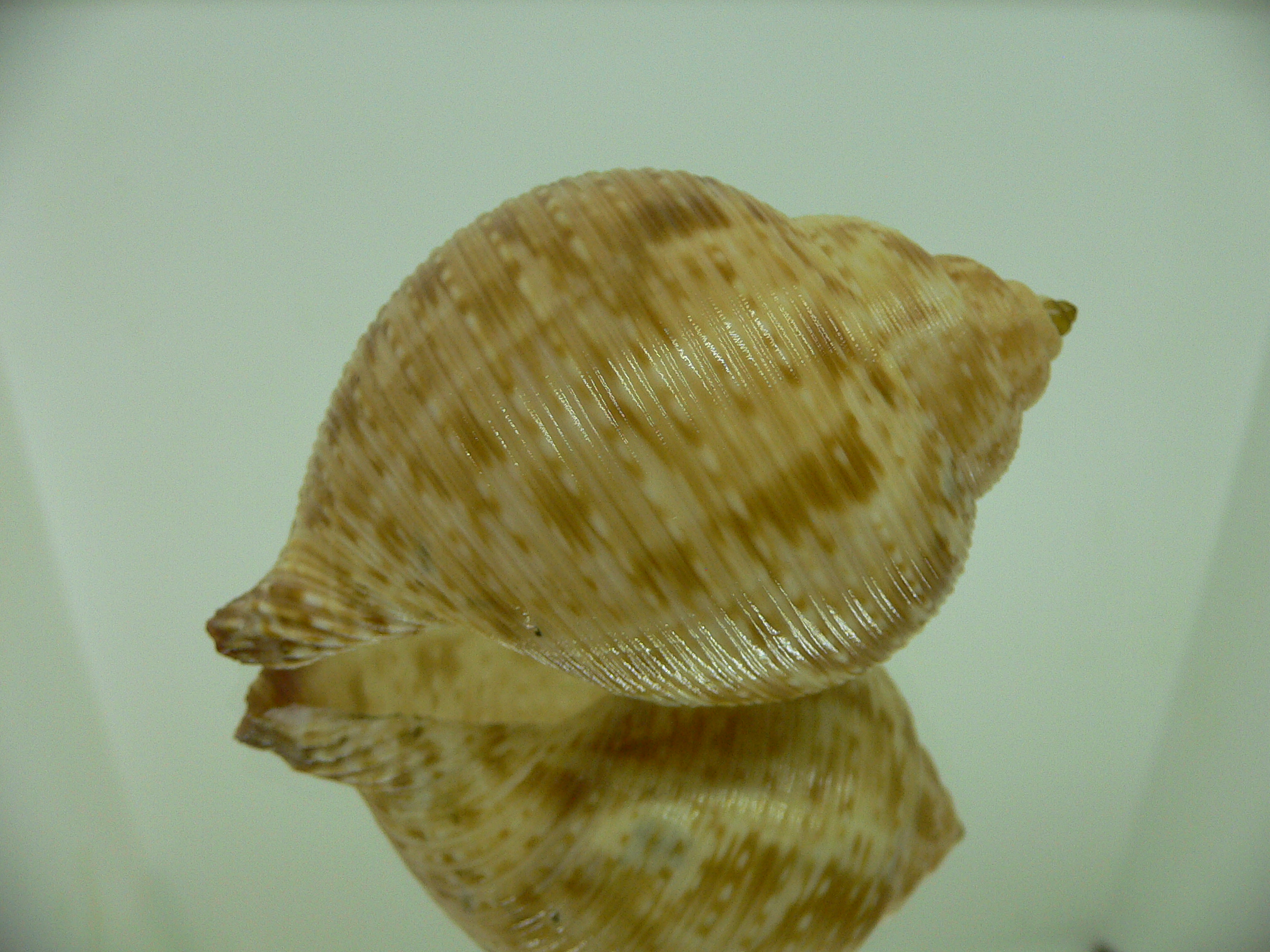 Eudolium crosseanum GOLD COLOR