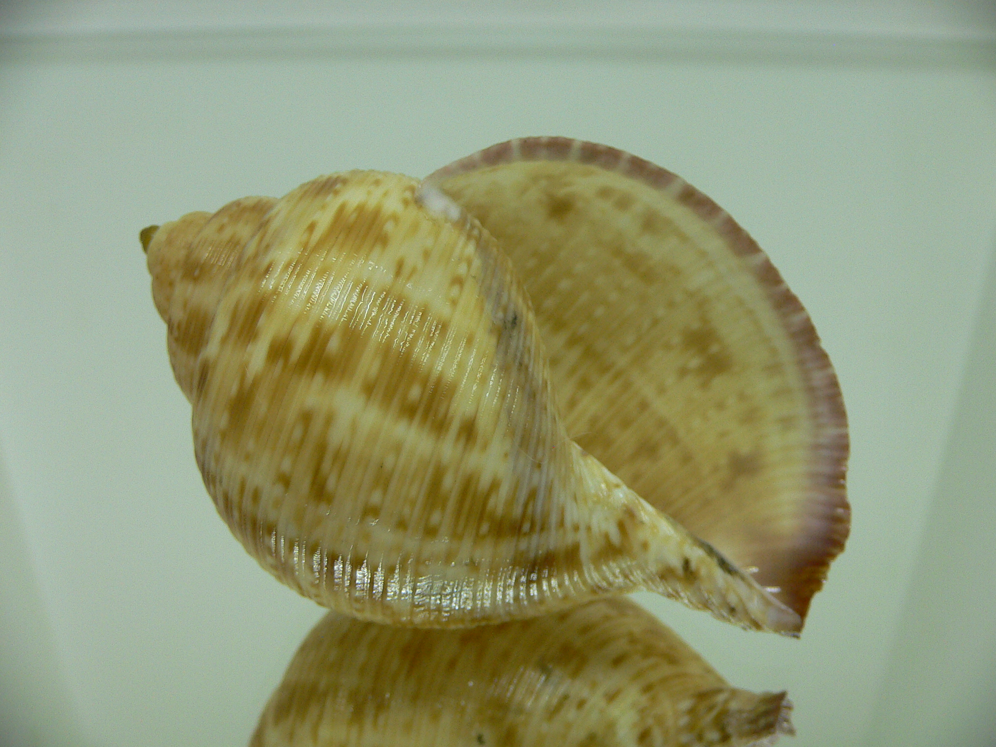 Eudolium crosseanum GOLD COLOR