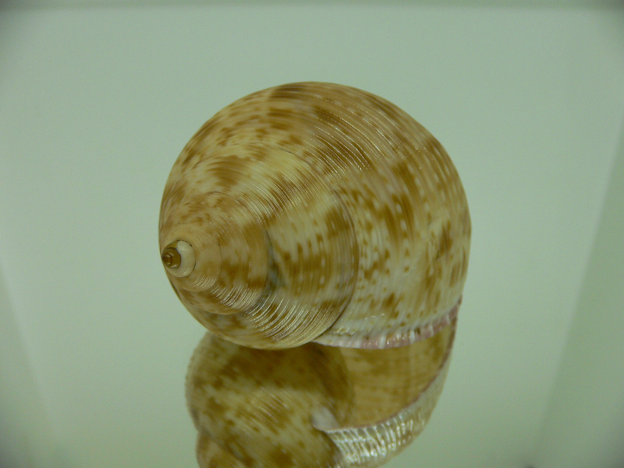 Eudolium crosseanum GOLD COLOR