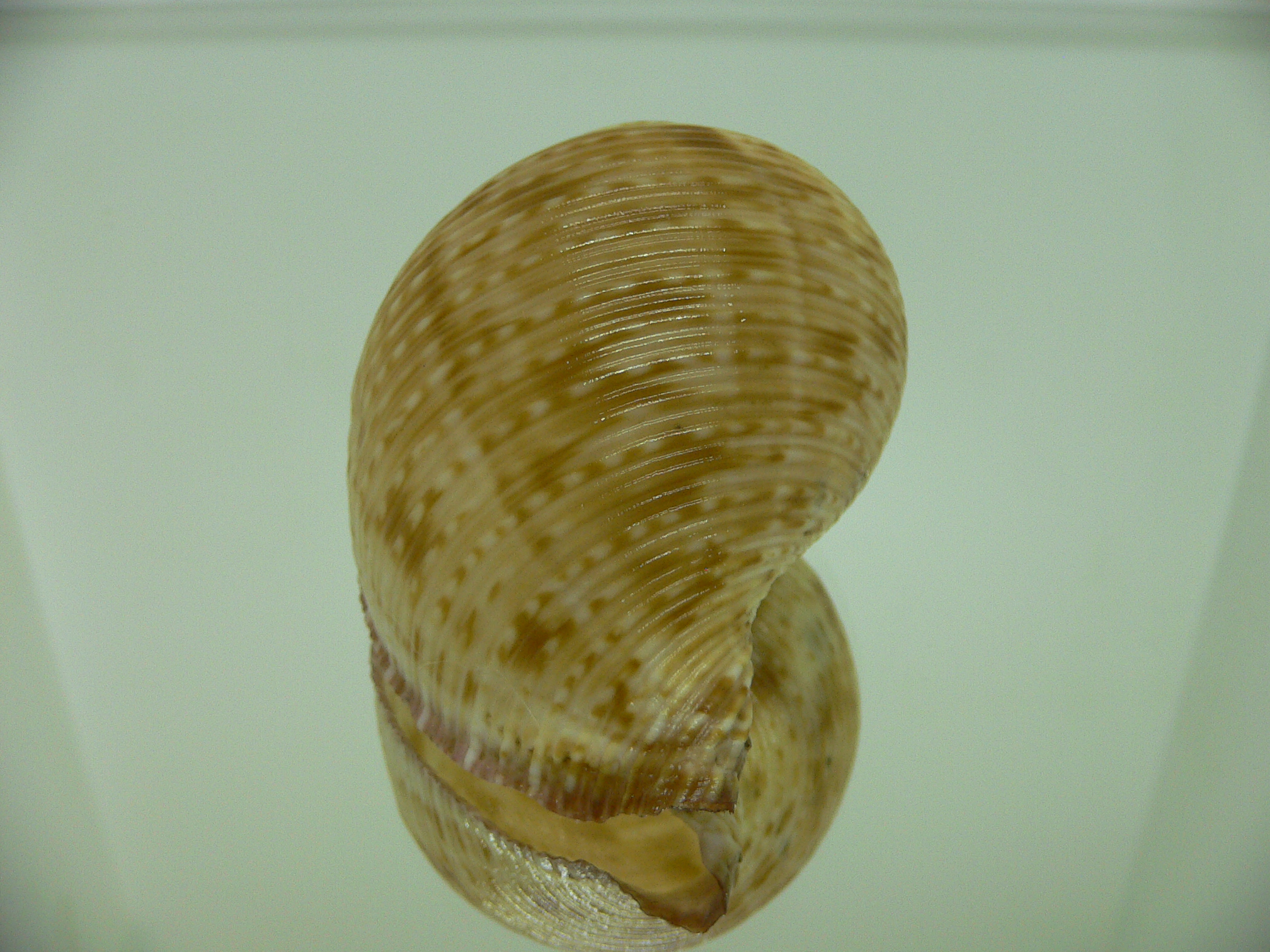 Eudolium crosseanum GOLD COLOR