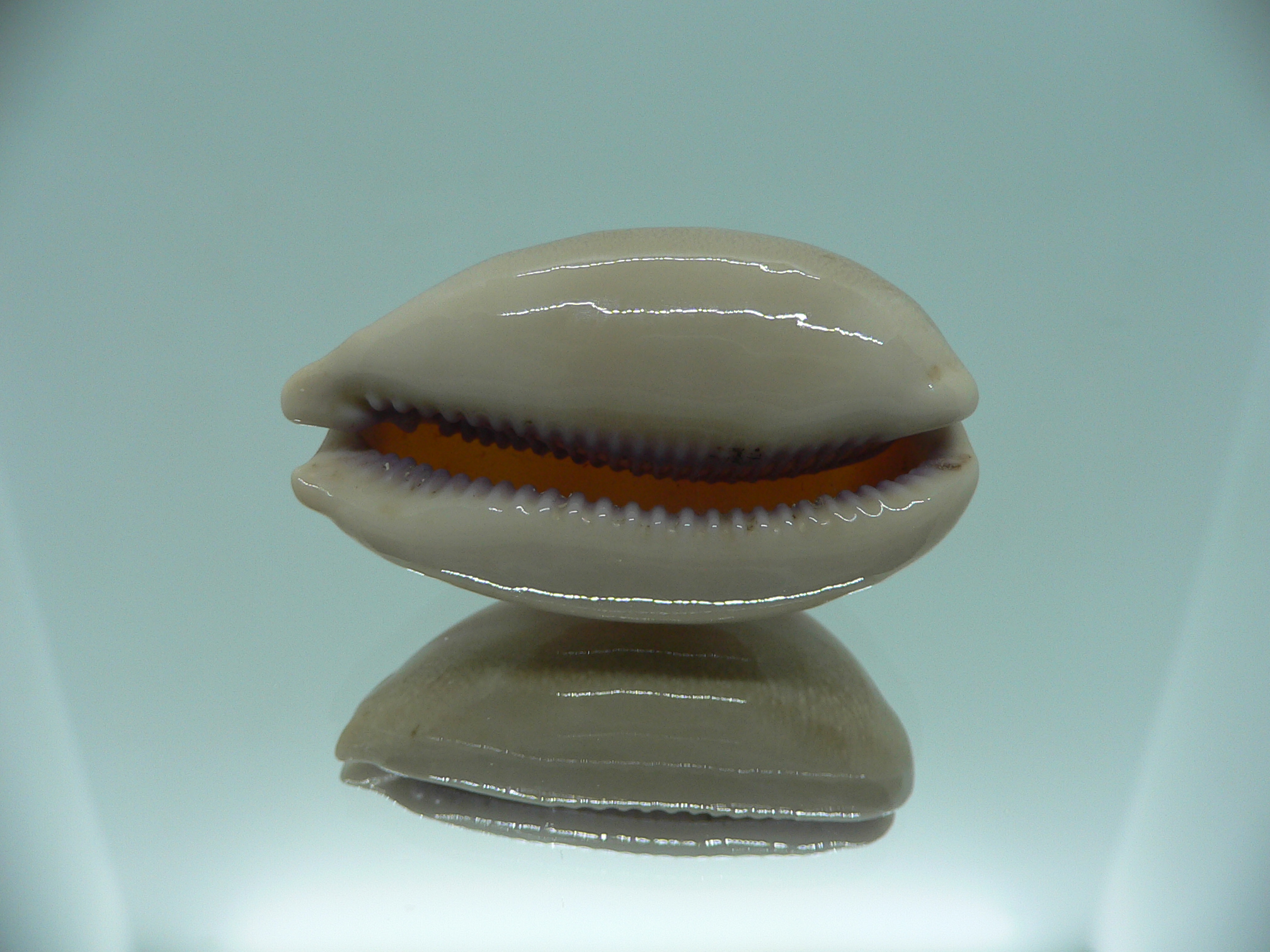 Cypraea carneola STRIPES