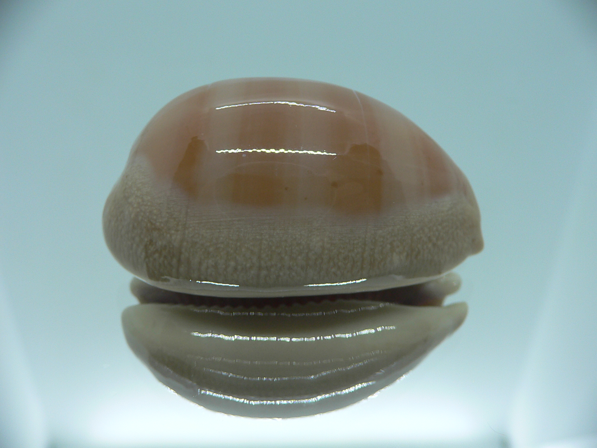 Cypraea carneola STRIPES