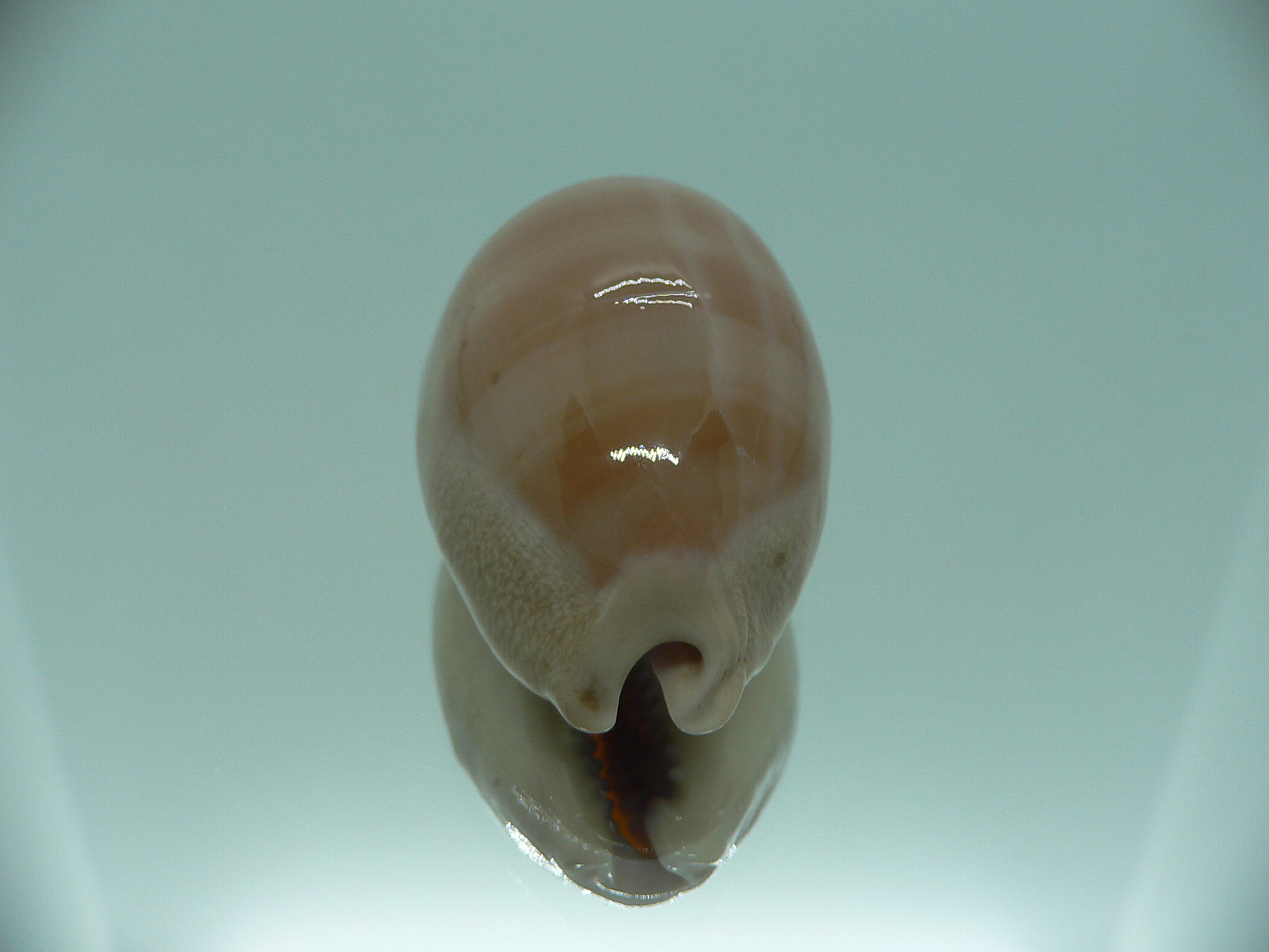 Cypraea carneola STRIPES