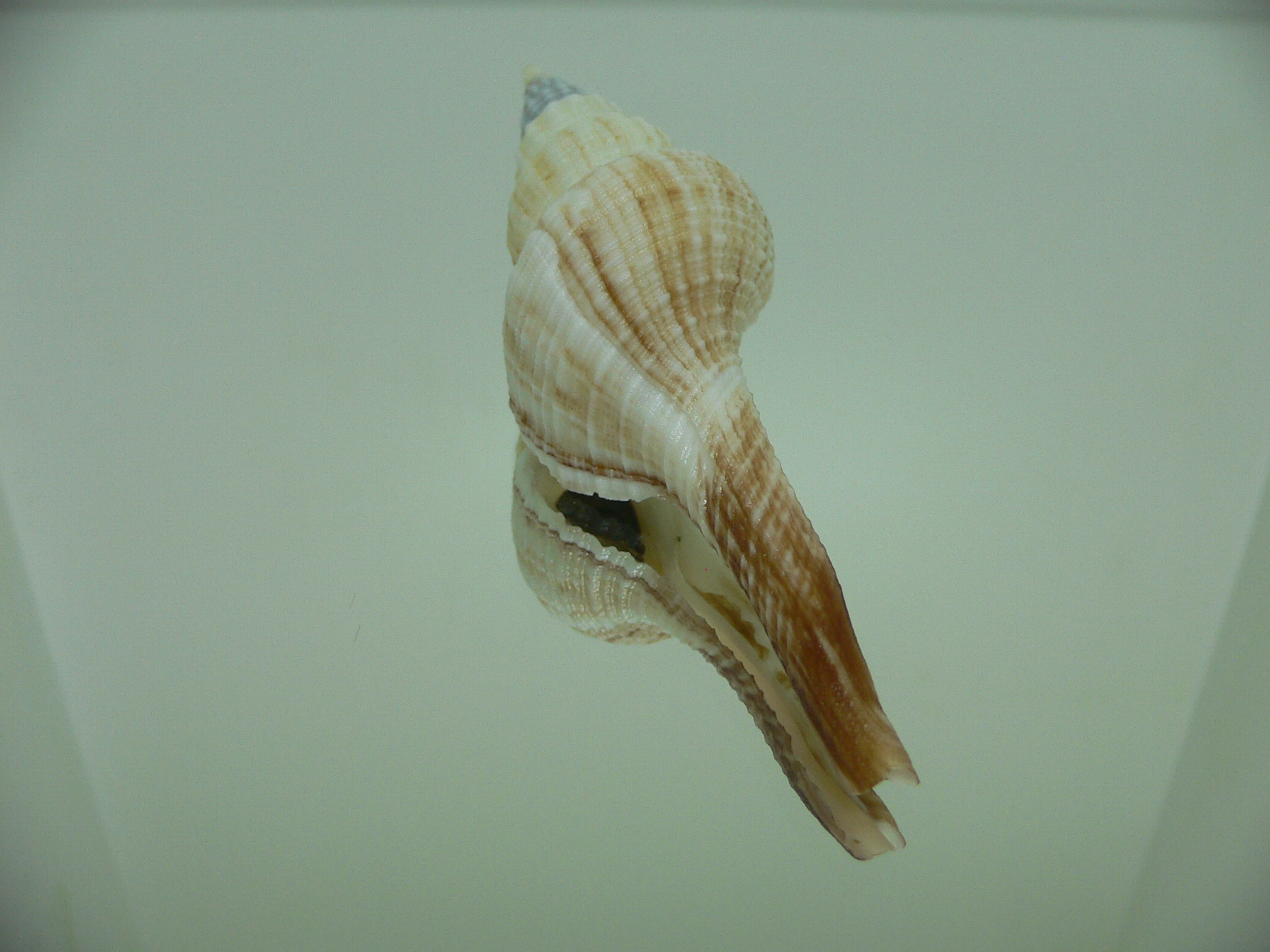 Fusinus ferrugineus RARE & BIG