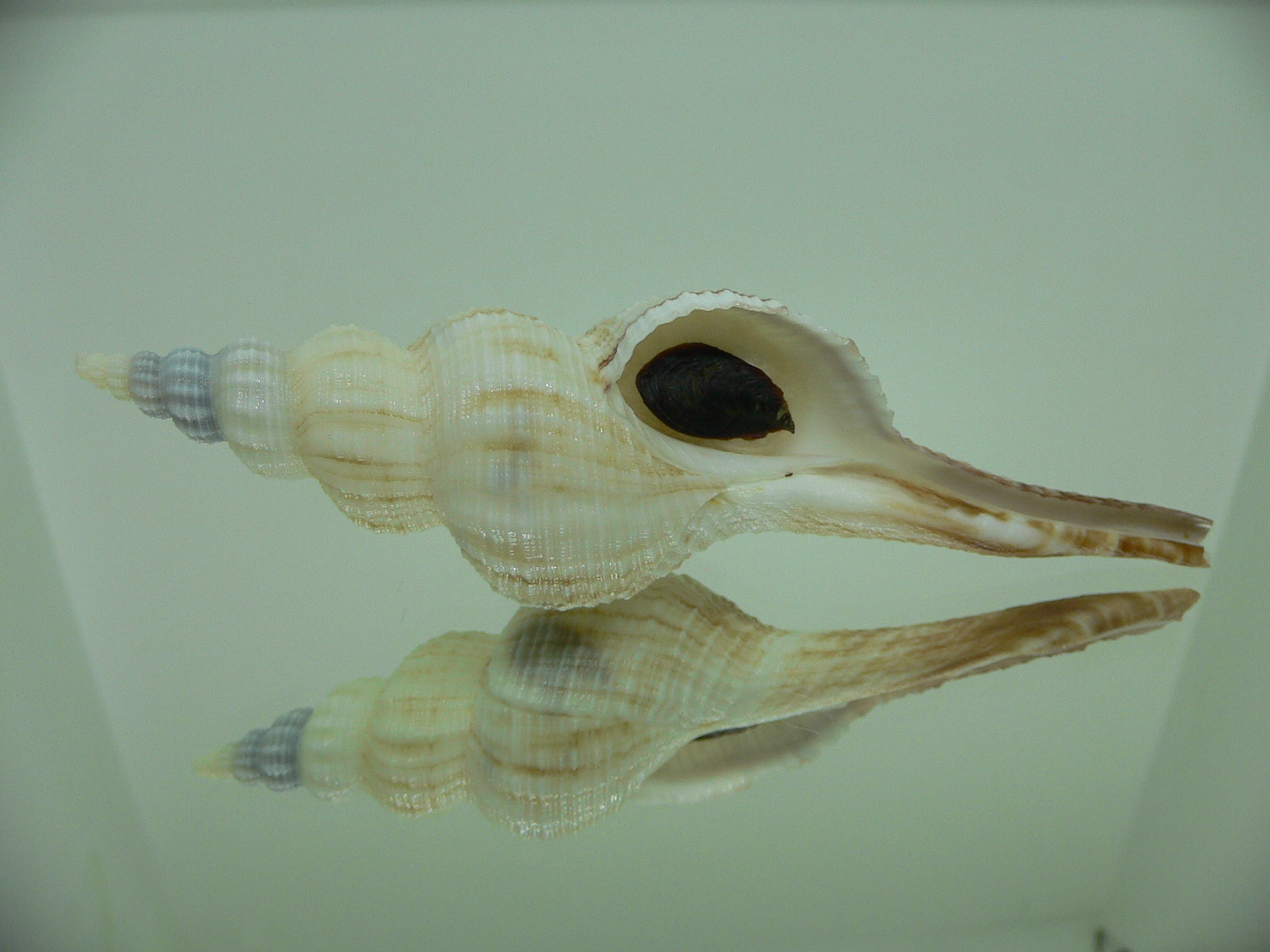 Fusinus ferrugineus RARE & BIG