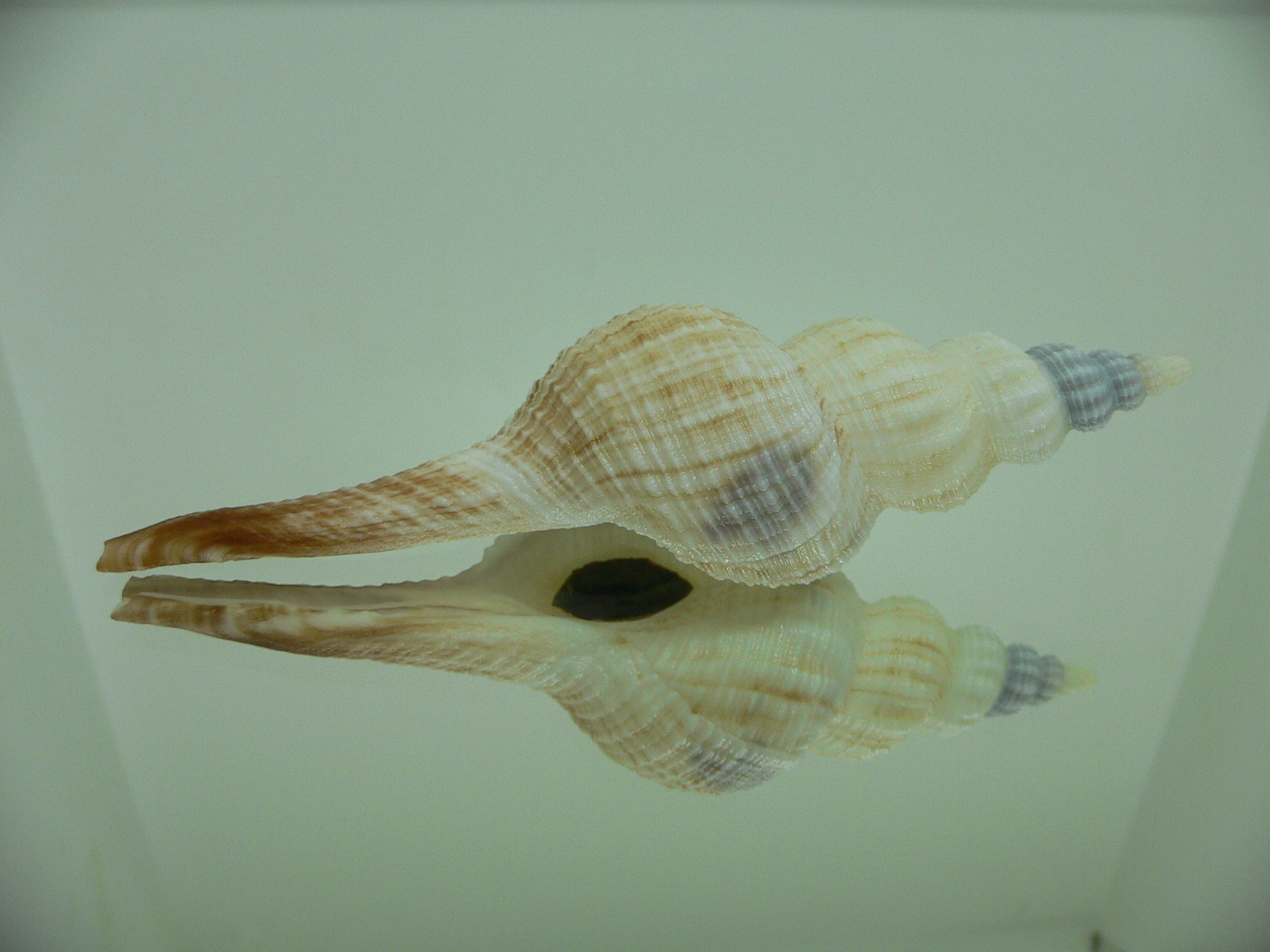Fusinus ferrugineus RARE & BIG
