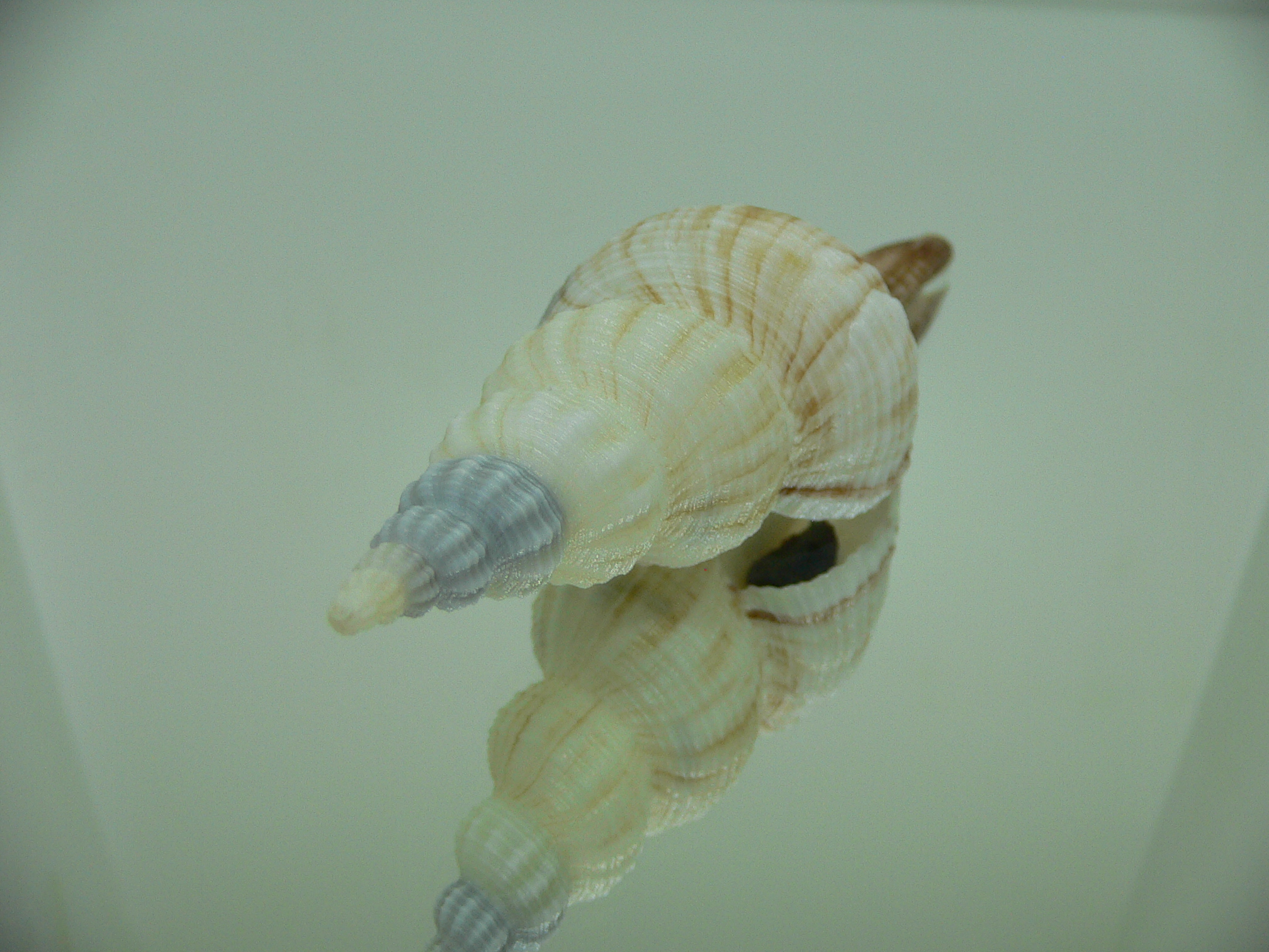 Fusinus ferrugineus RARE & BIG