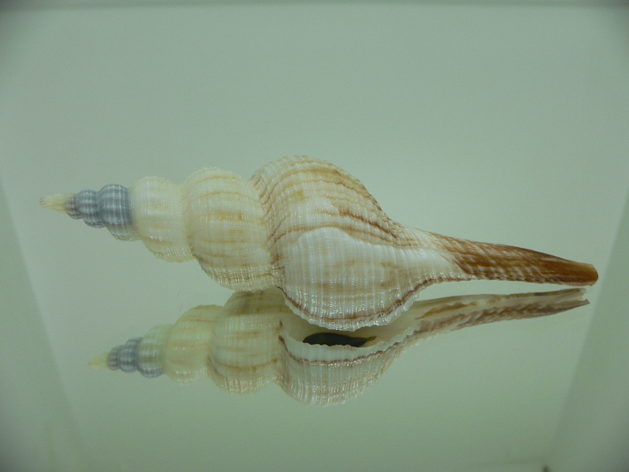 Fusinus ferrugineus RARE & BIG