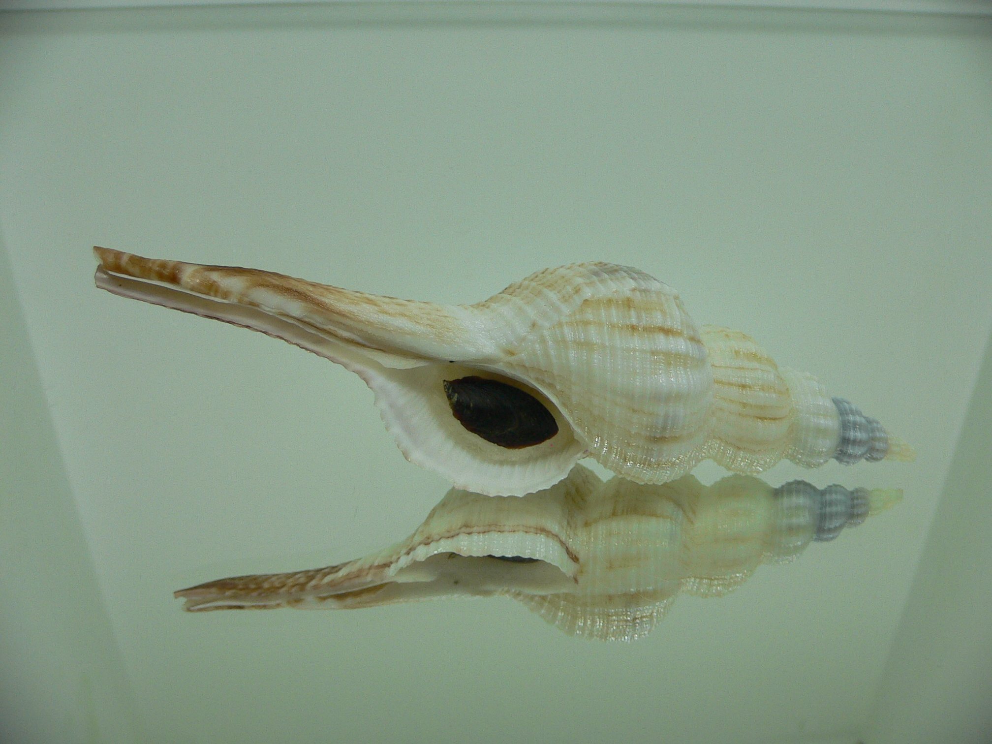 Fusinus ferrugineus RARE & BIG