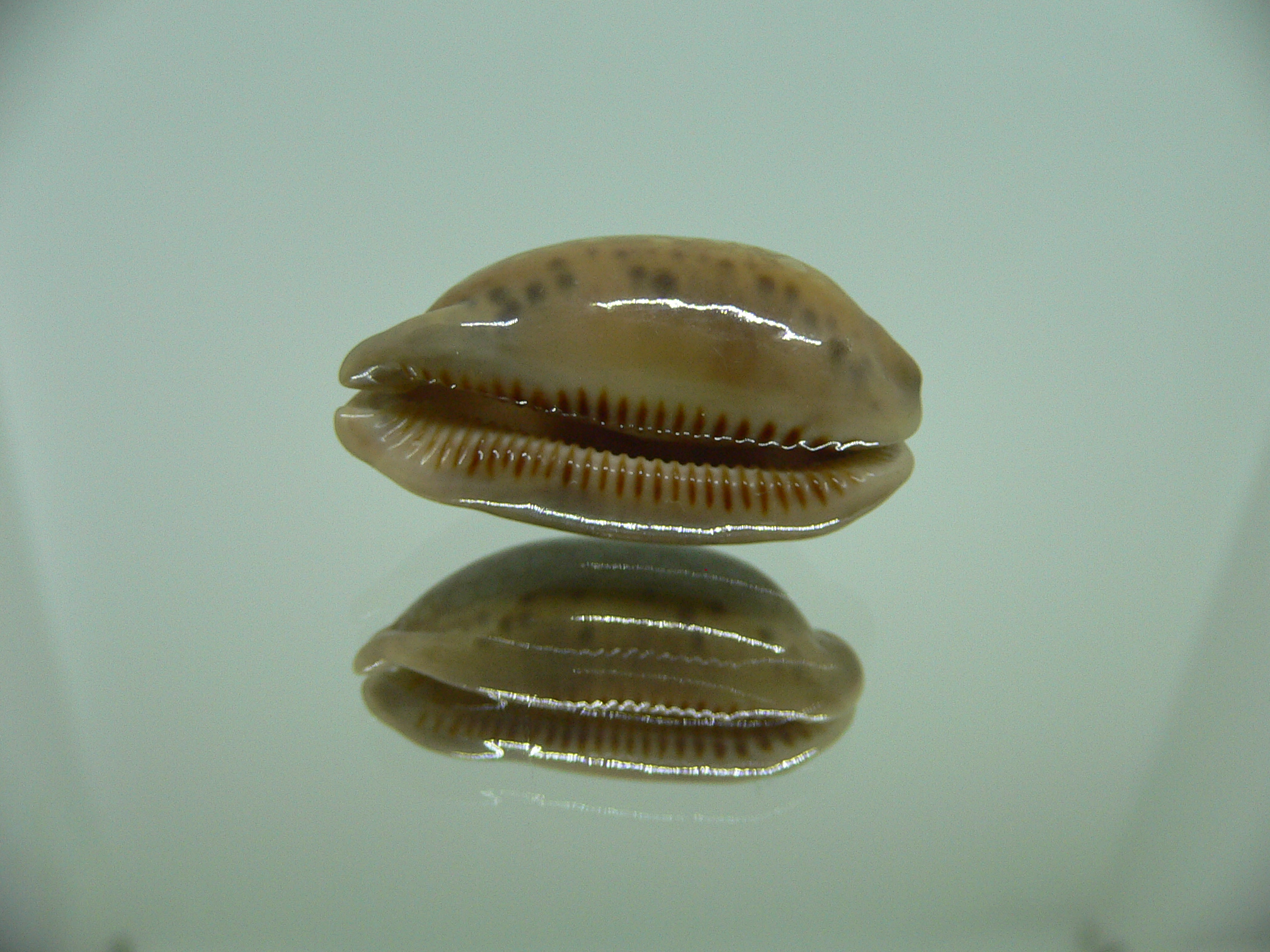 Cypraea scurra scurra COLOR