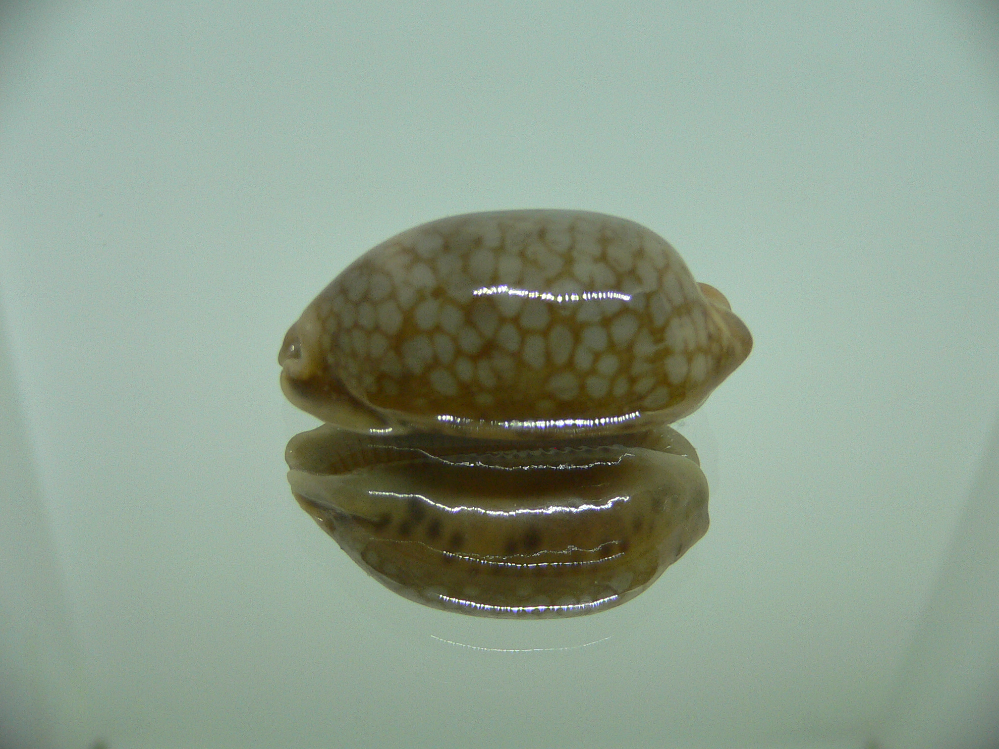 Cypraea scurra scurra COLOR