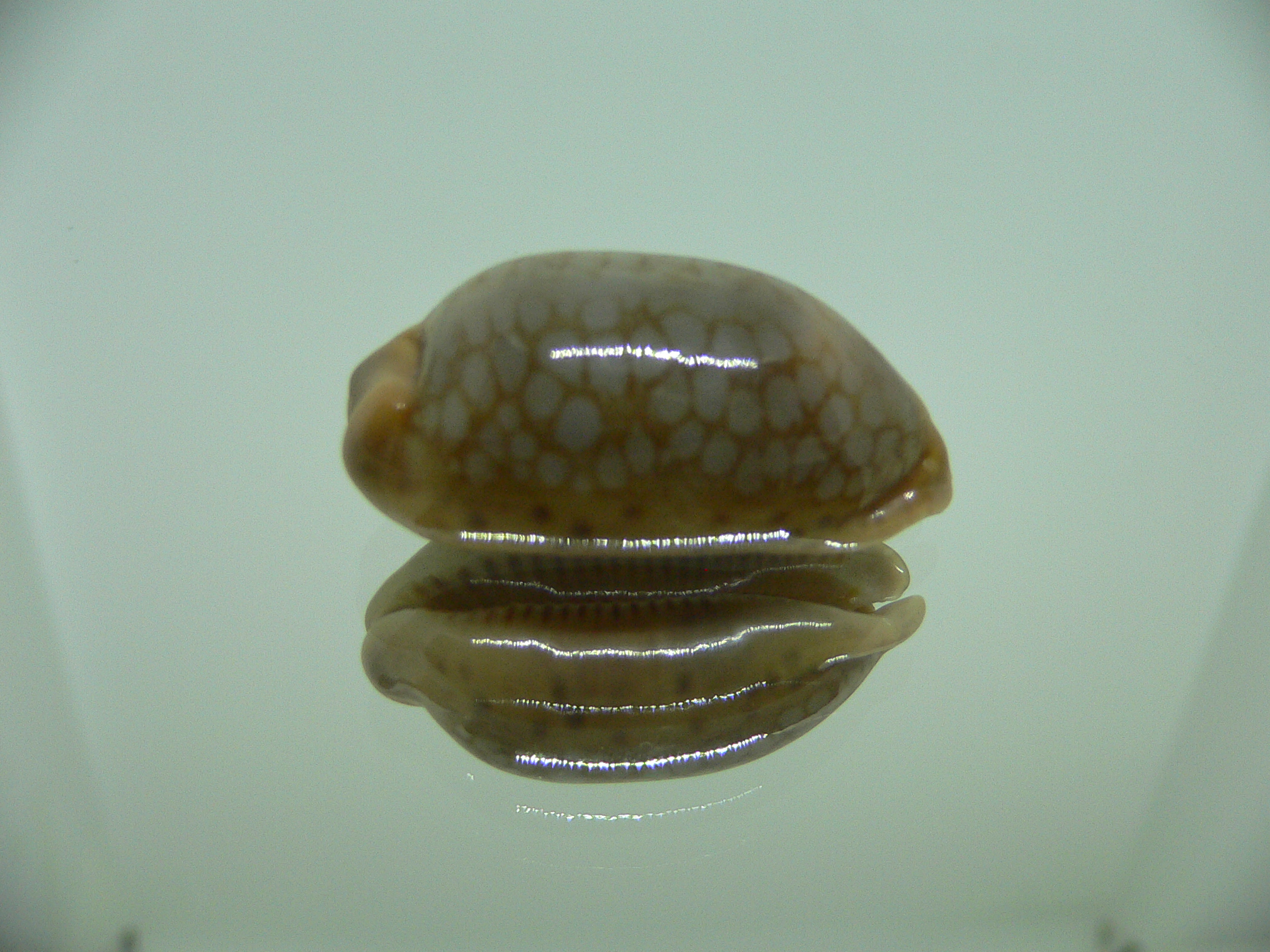 Cypraea scurra scurra COLOR