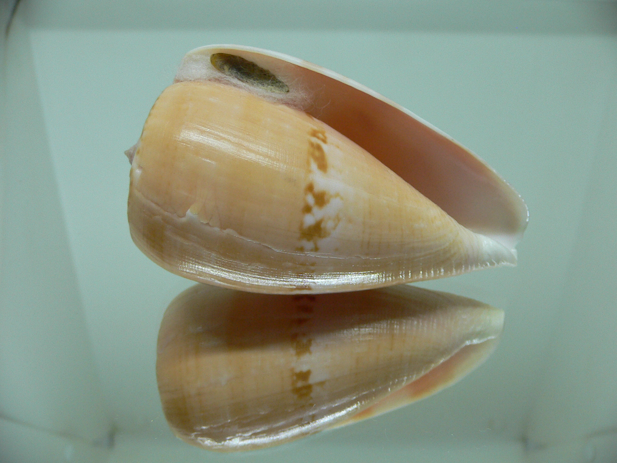 Conus anemone peronianus (var.)