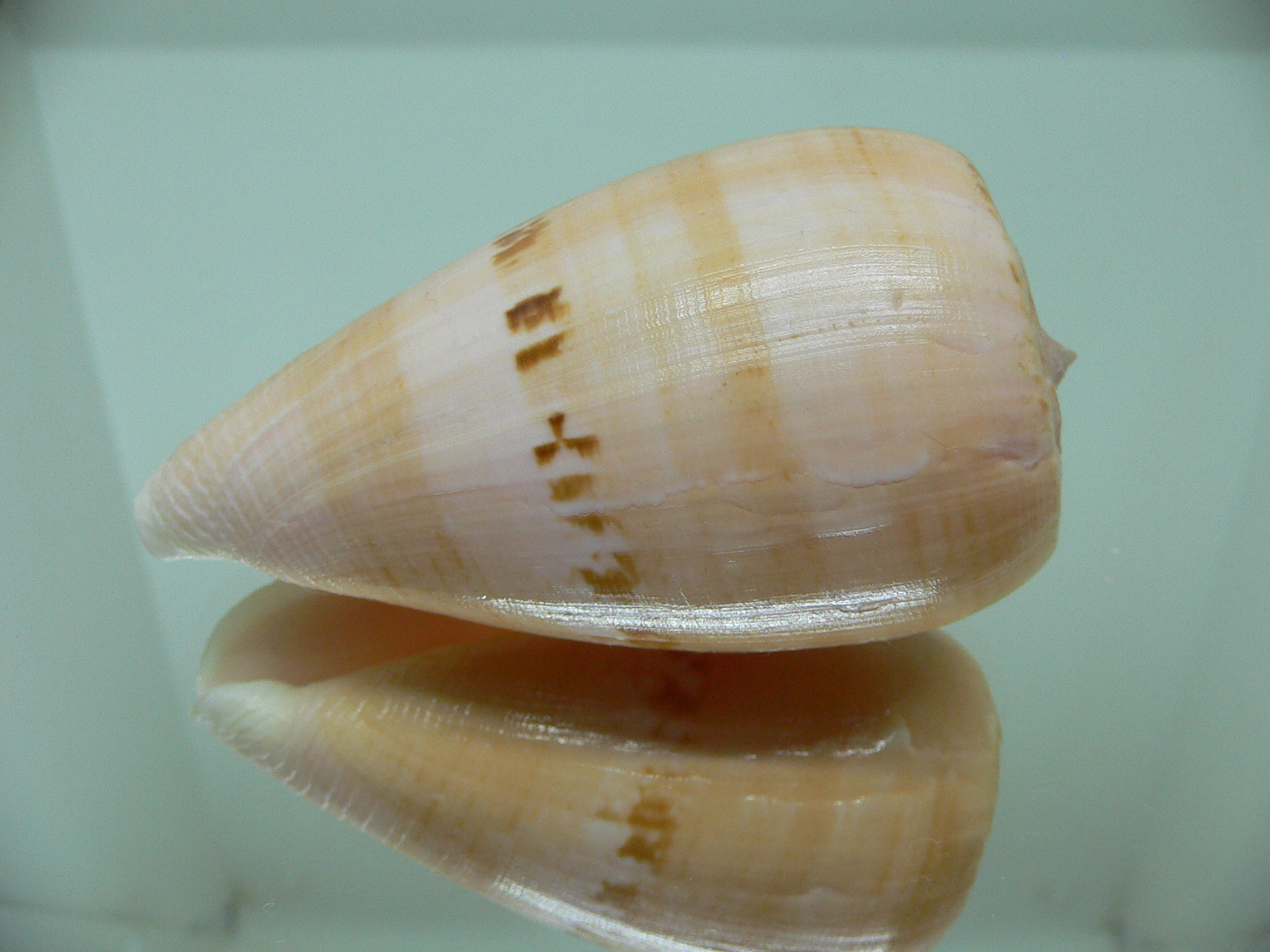 Conus anemone peronianus (var.)