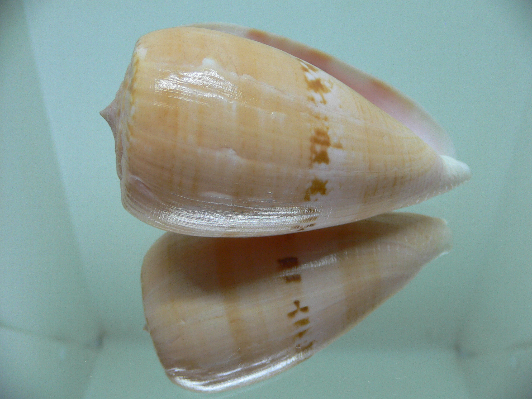 Conus anemone peronianus (var.)