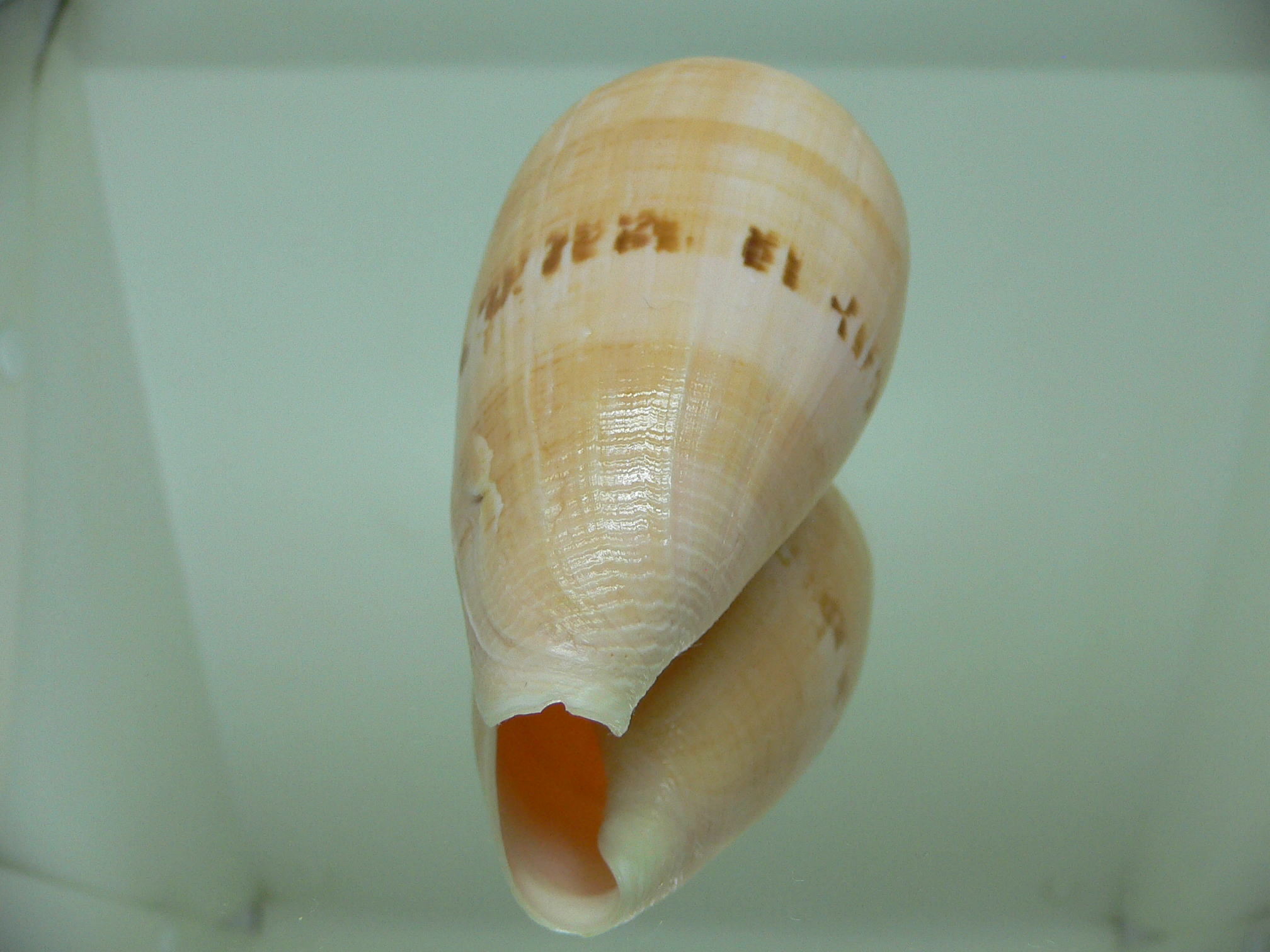 Conus anemone peronianus (var.)