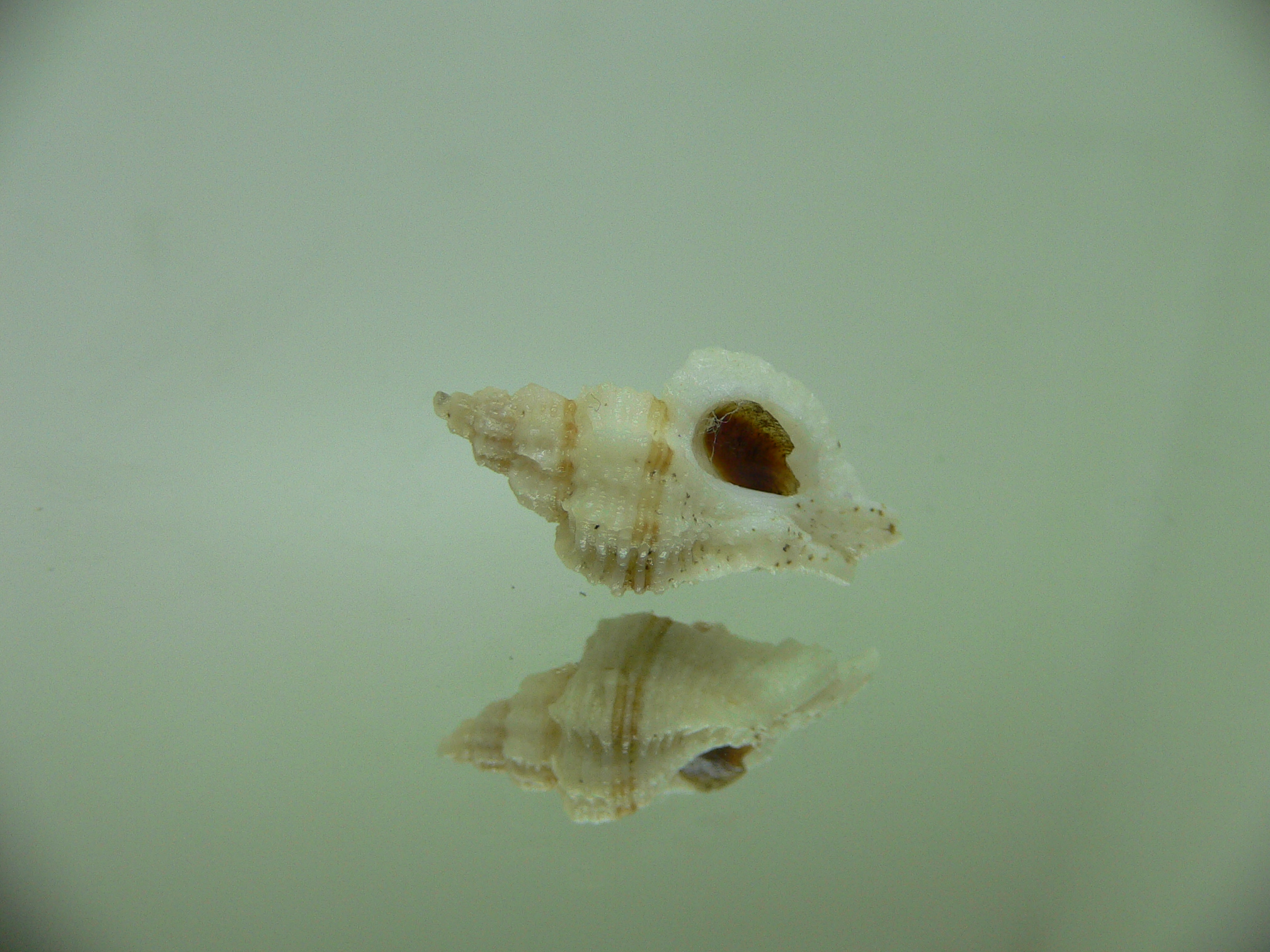 Ocinebrellus lumarius ENDEMIC & FLUFFY