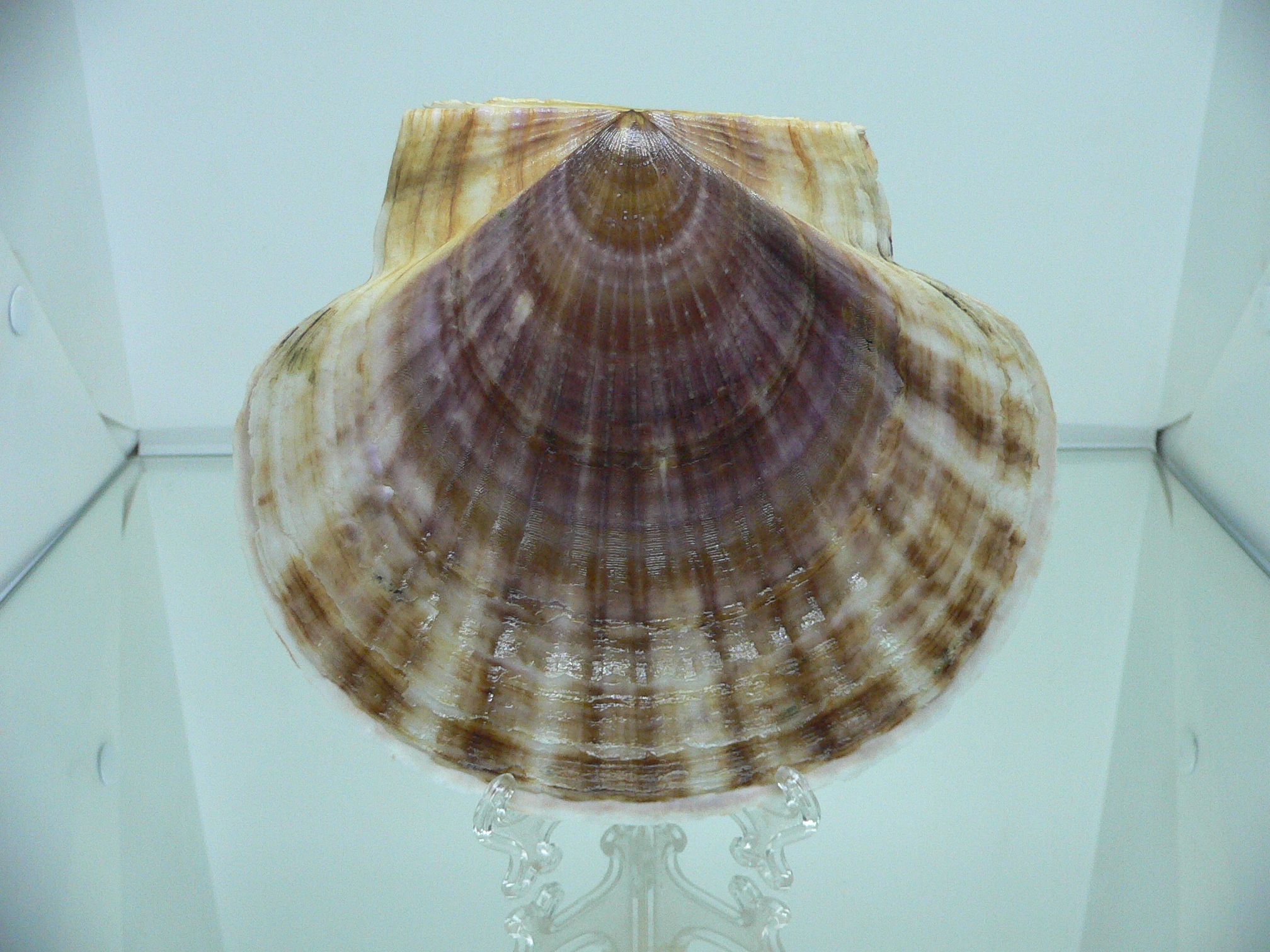Patinopecten yessoensis WIDE
