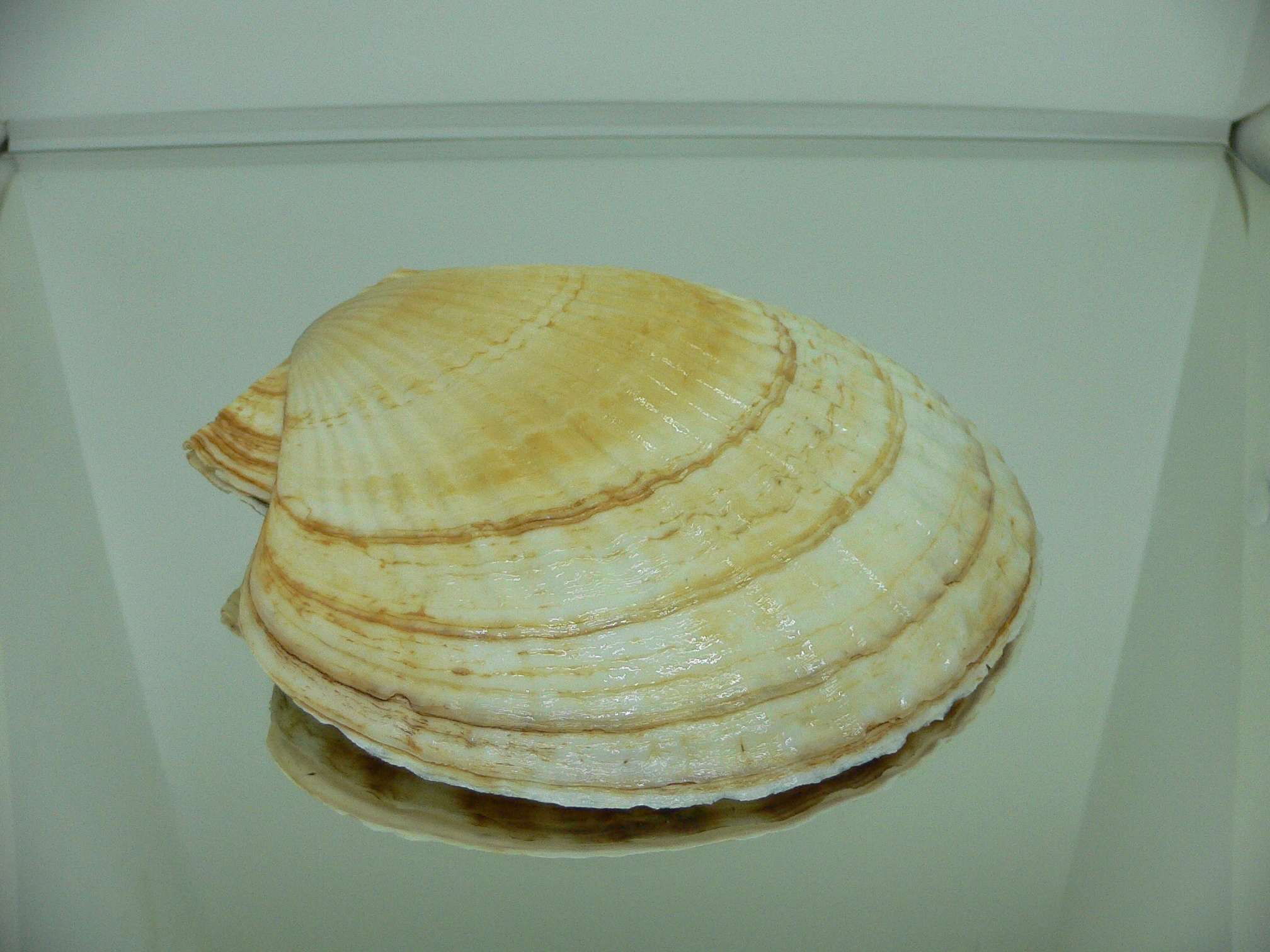 Patinopecten yessoensis WIDE