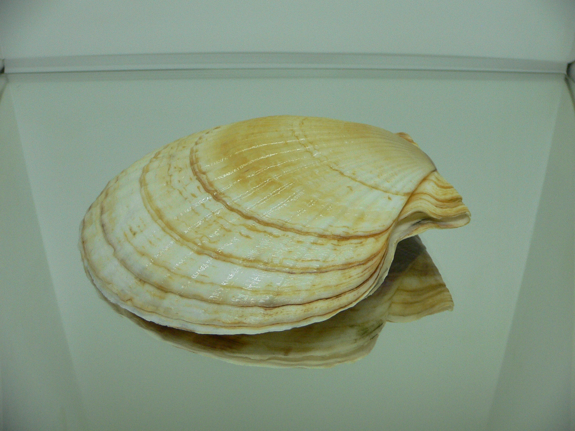 Patinopecten yessoensis WIDE