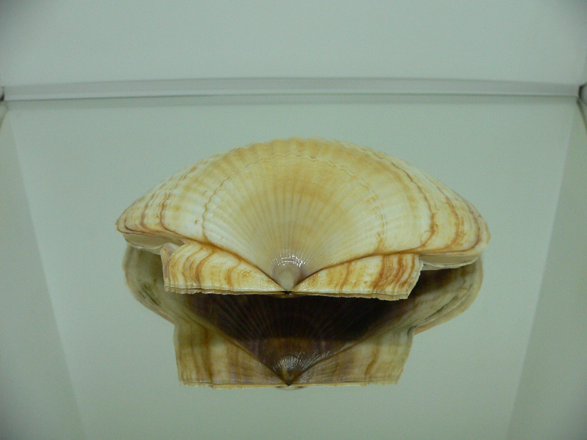 Patinopecten yessoensis WIDE