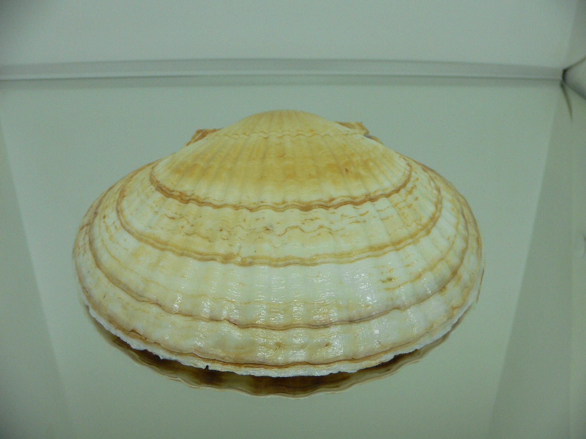 Patinopecten yessoensis WIDE