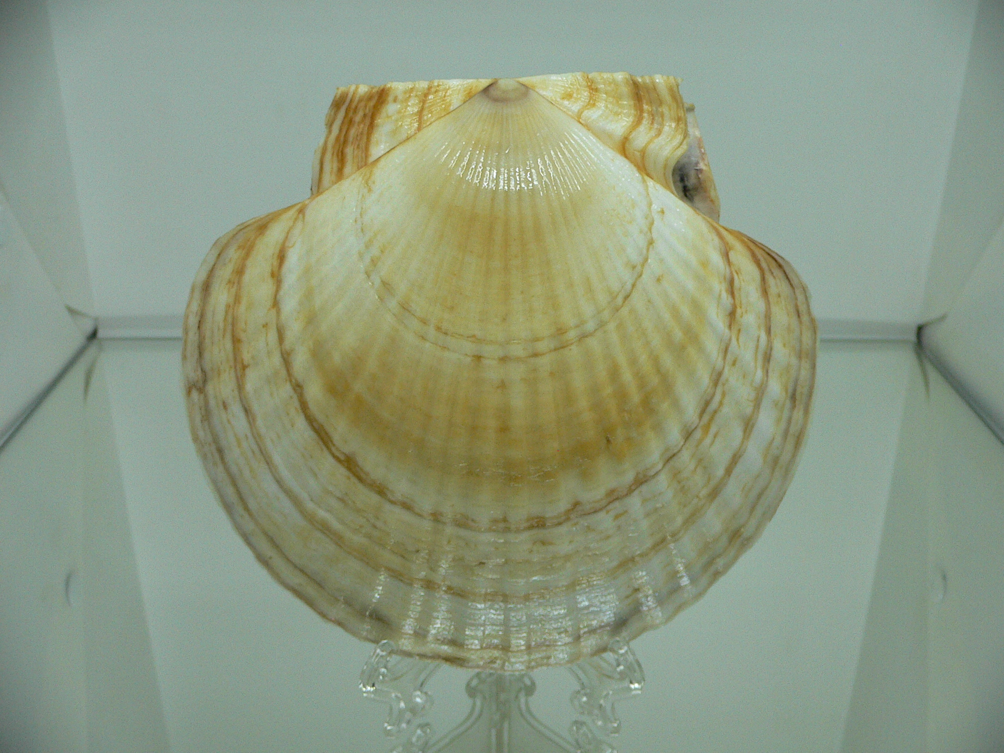 Patinopecten yessoensis WIDE