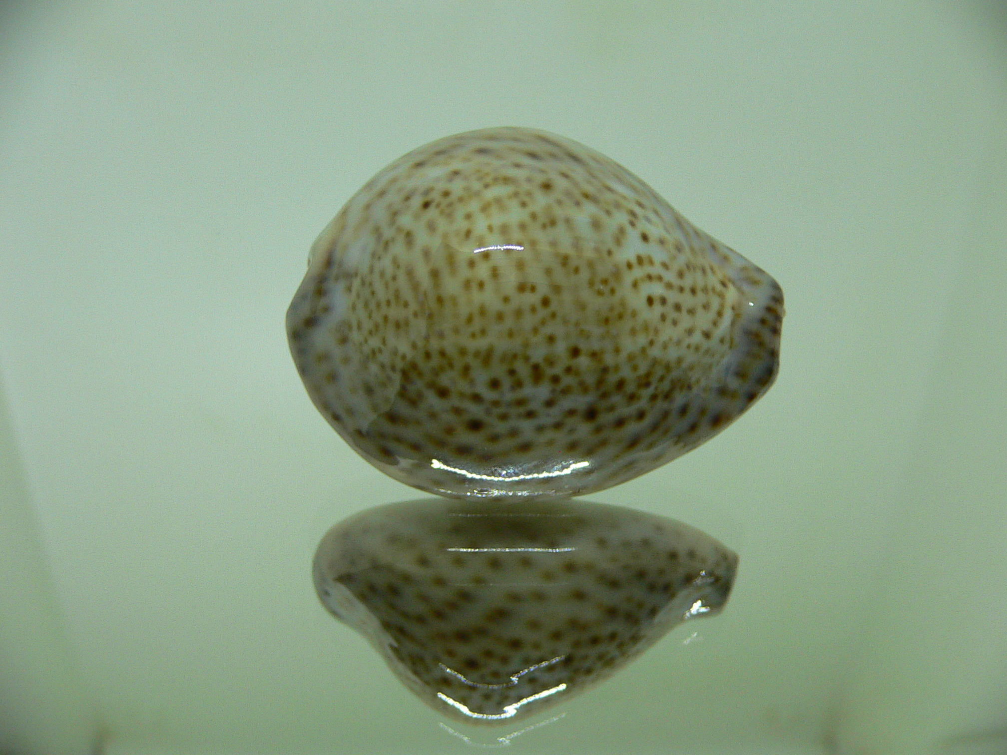 Cypraea turdus winckworthi (var.) BIG & COLOR