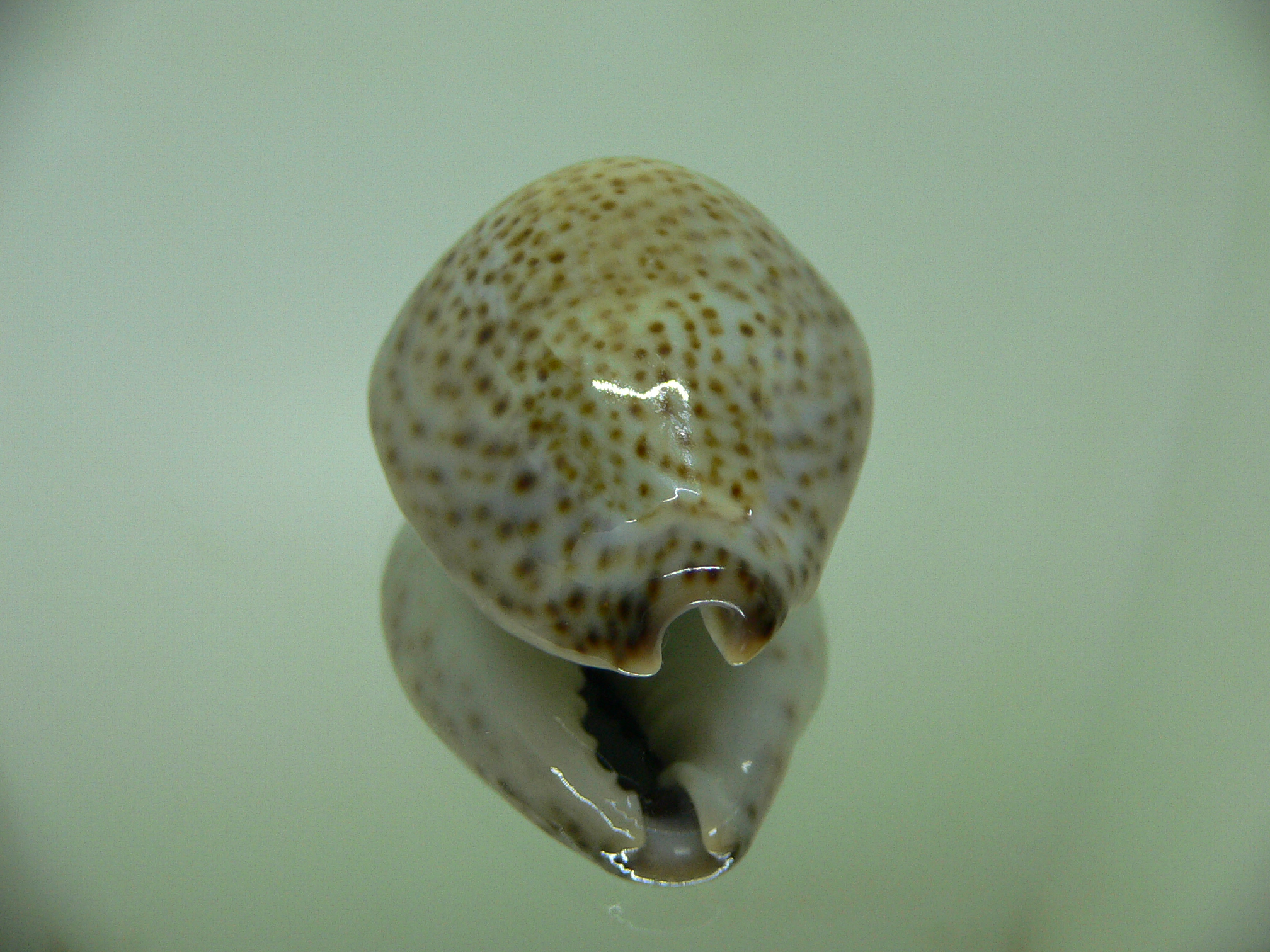 Cypraea turdus winckworthi (var.) BIG & COLOR