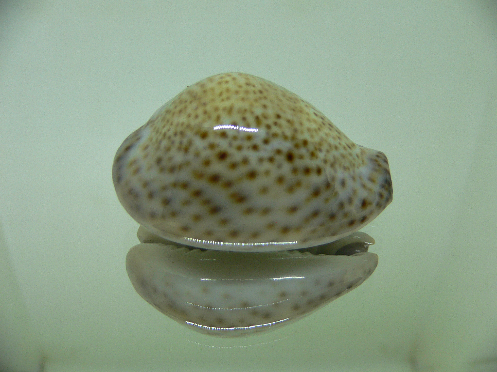 Cypraea turdus winckworthi (var.) BIG & COLOR