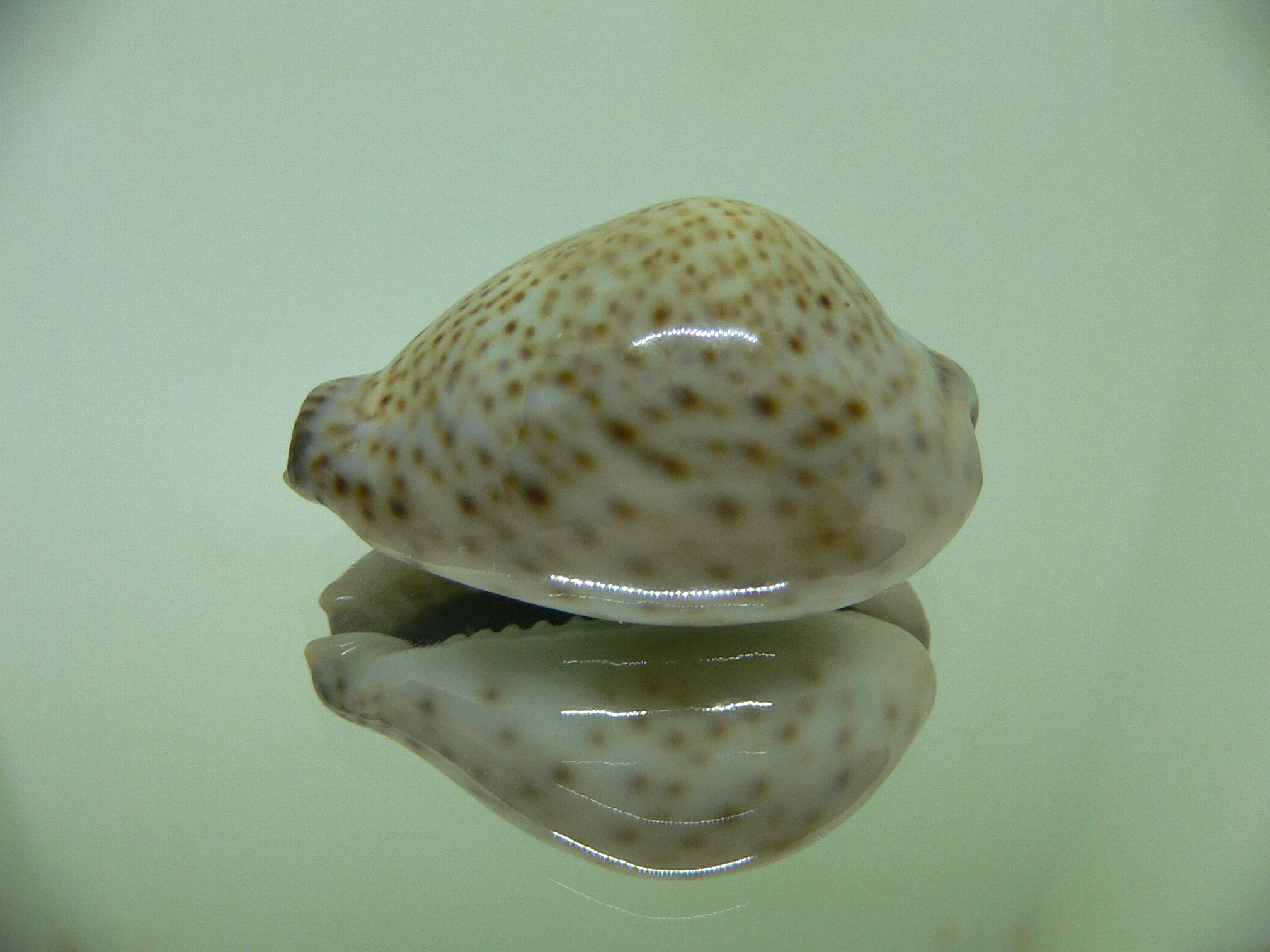 Cypraea turdus winckworthi (var.) BIG & COLOR