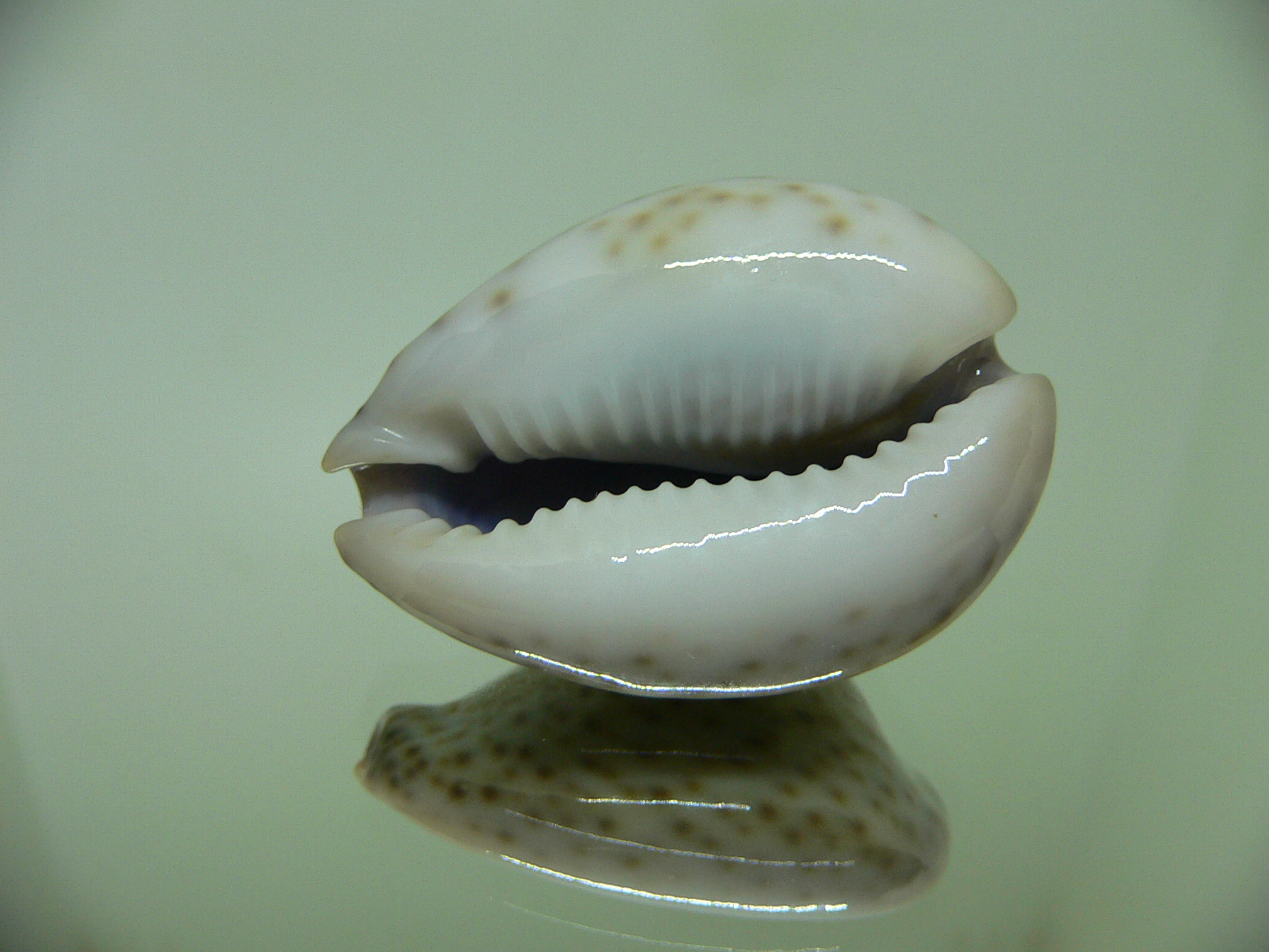 Cypraea turdus winckworthi (var.) BIG & COLOR